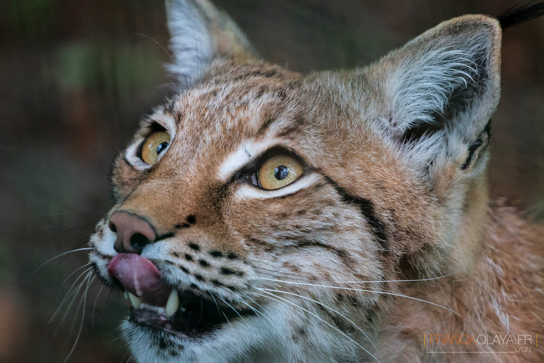 Lynx Boréal