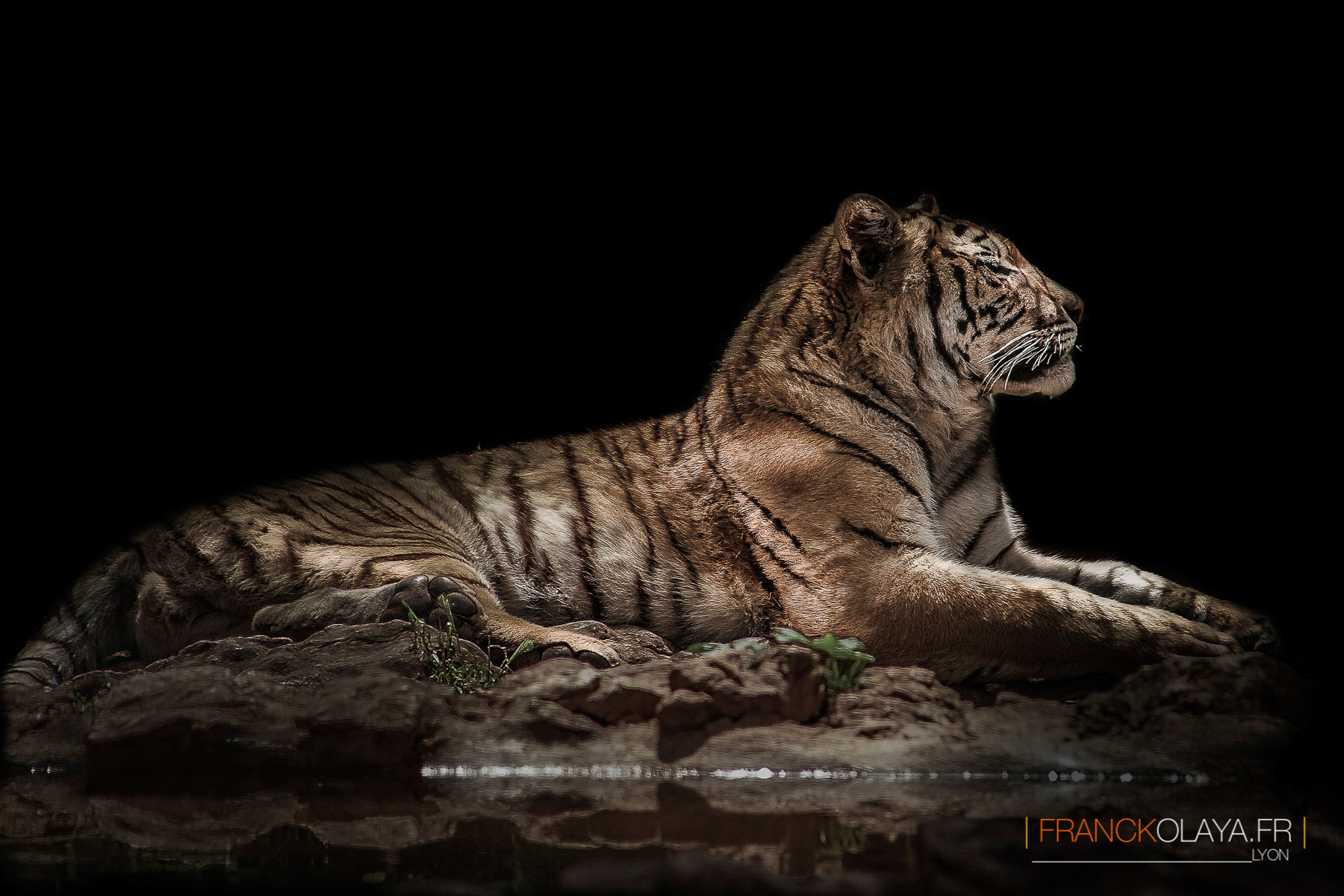 Tigre de Sibérie