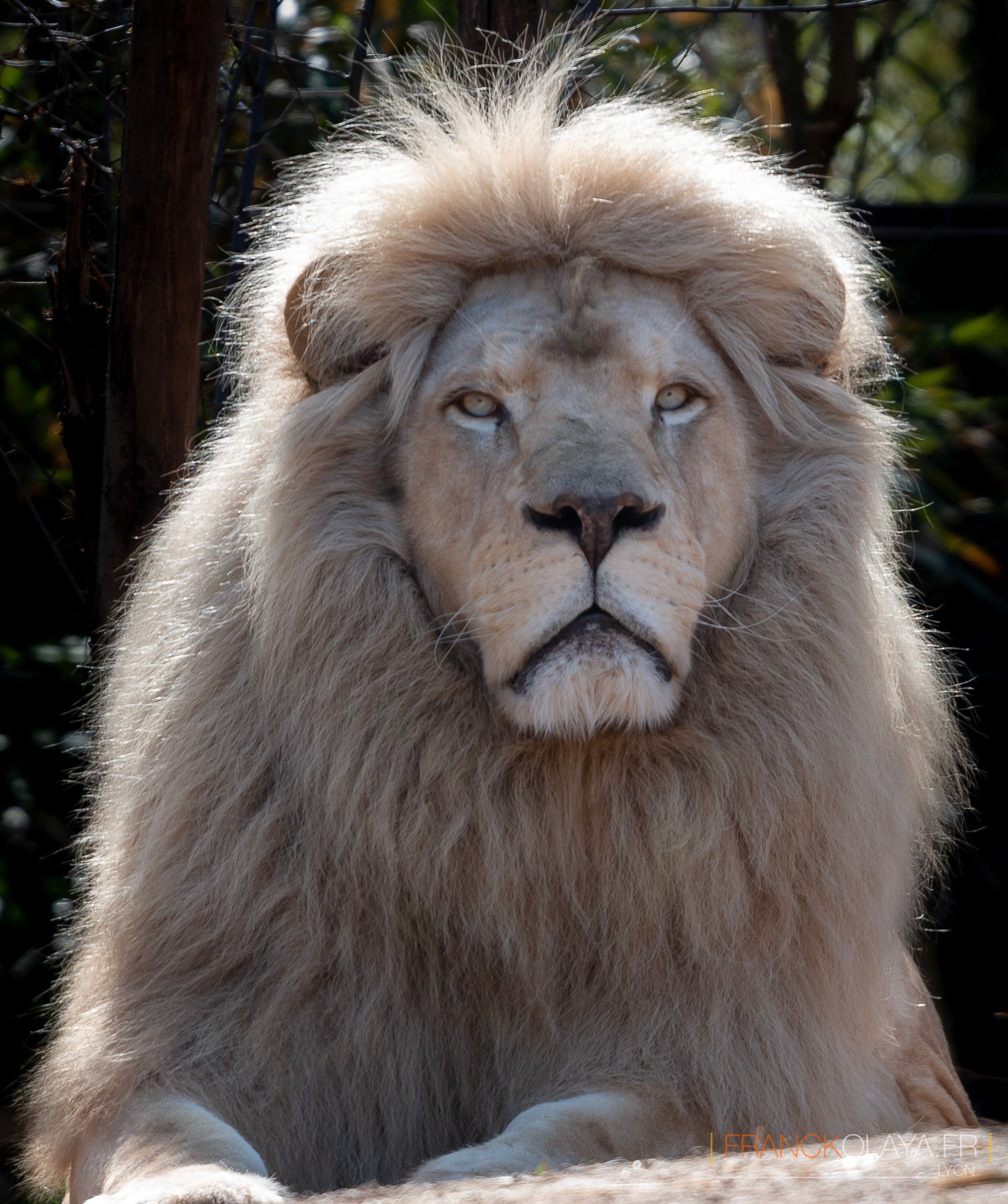 Lion de Krüger