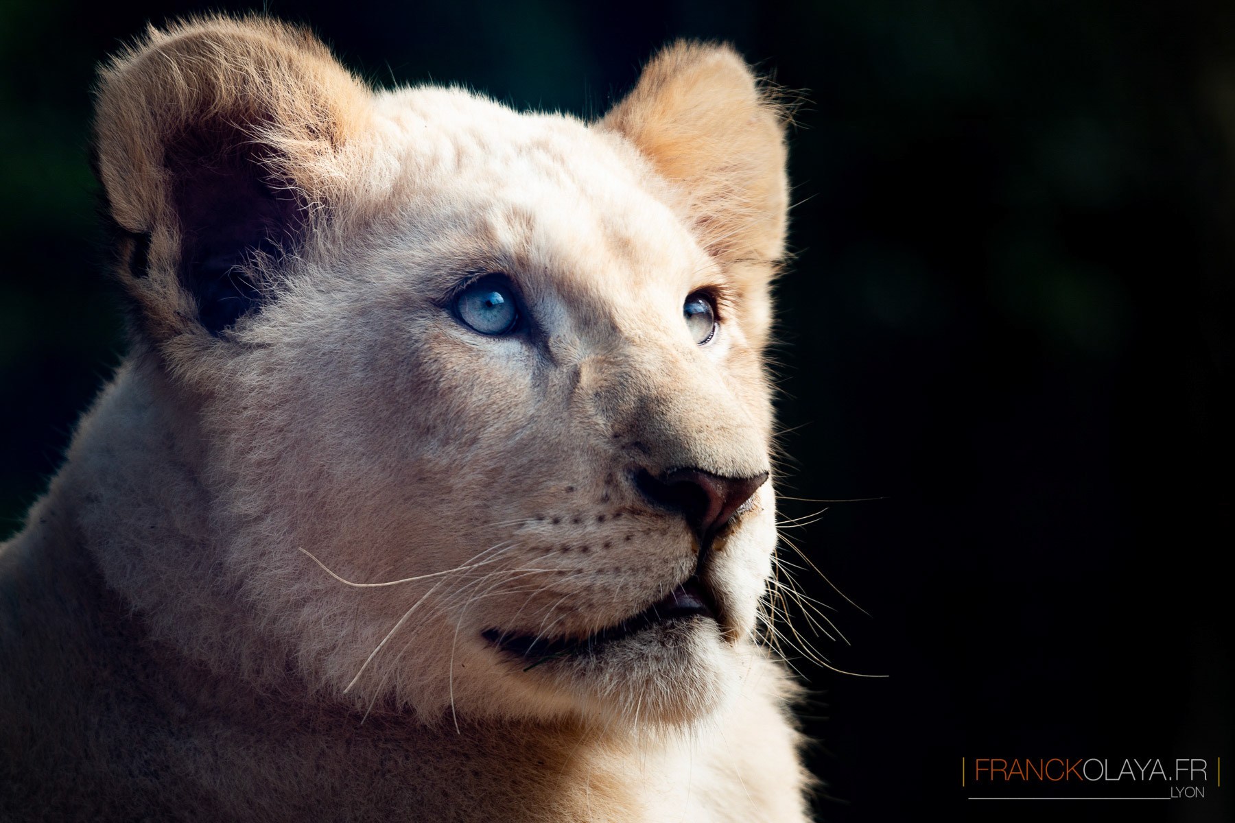 Lionceau de Krüger