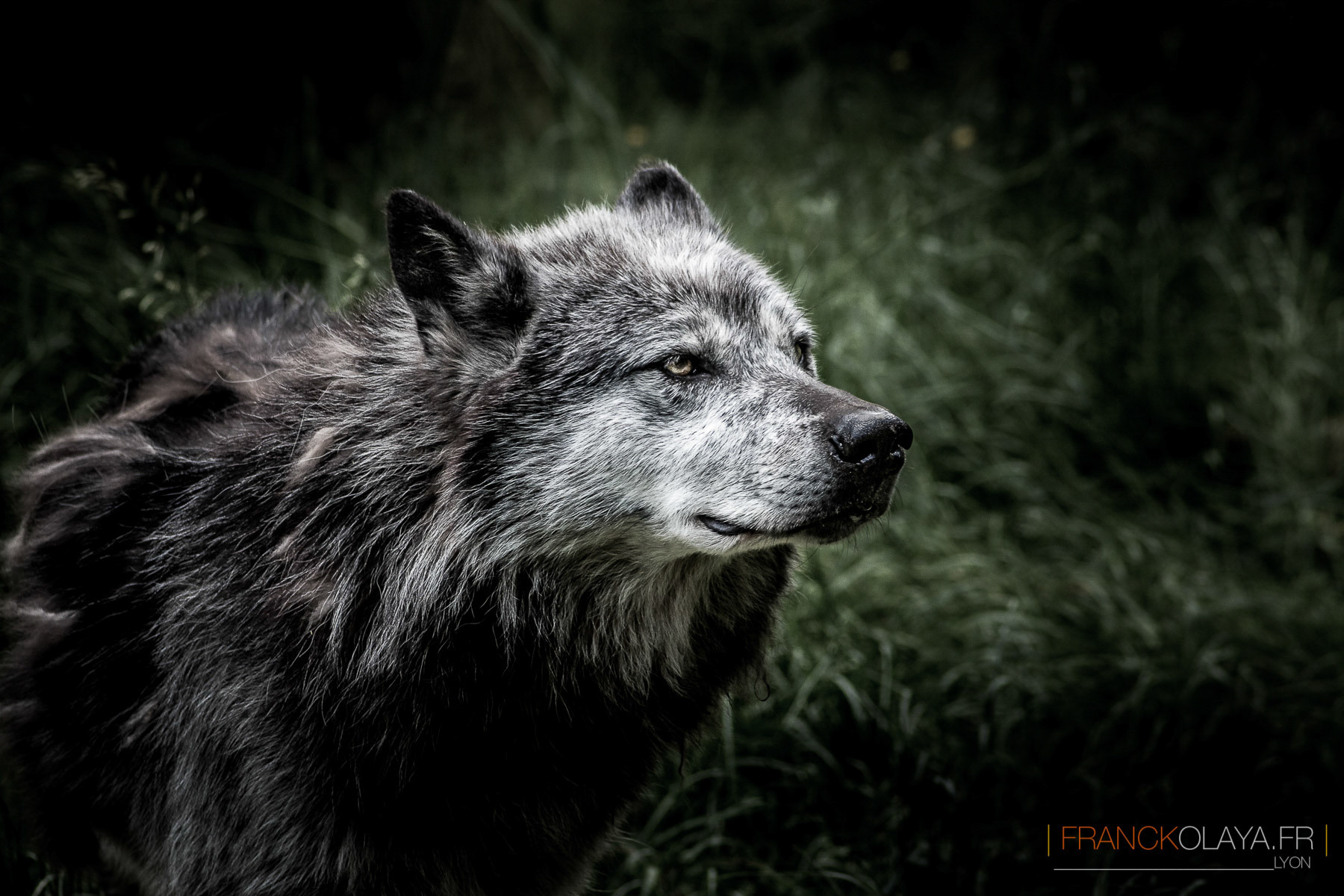 Loup Gris