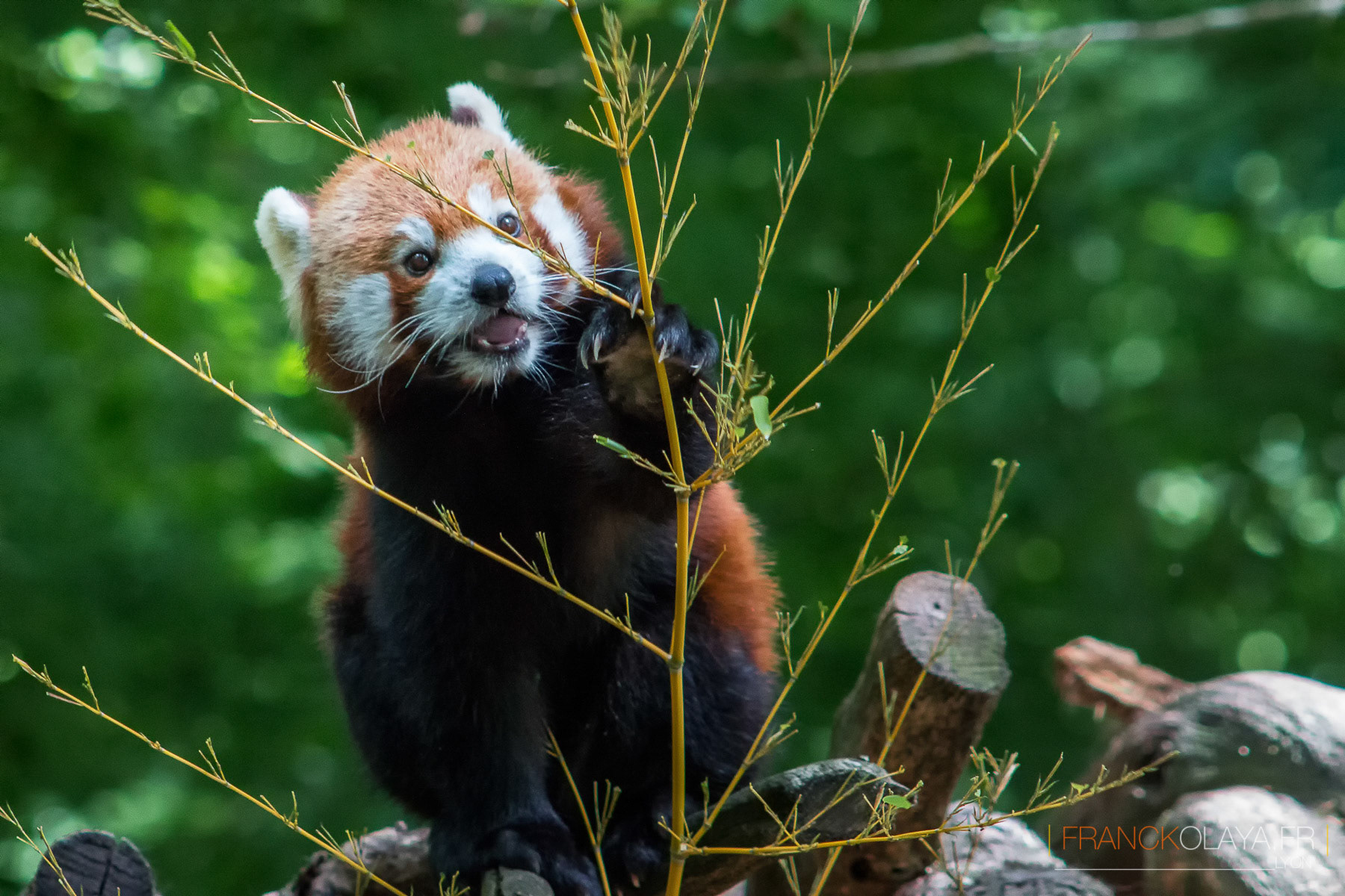 Panda Roux