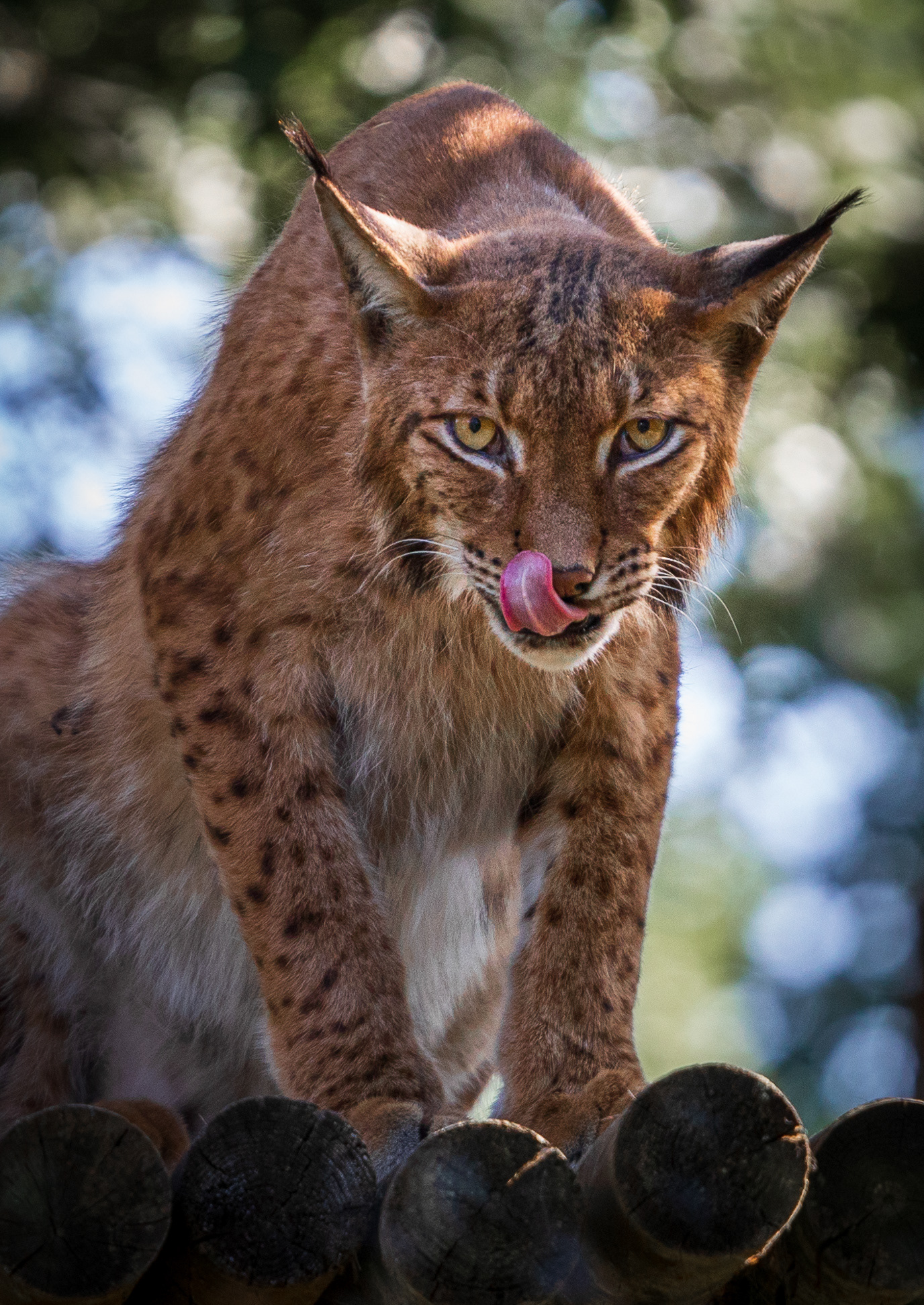 Lynx Boréal