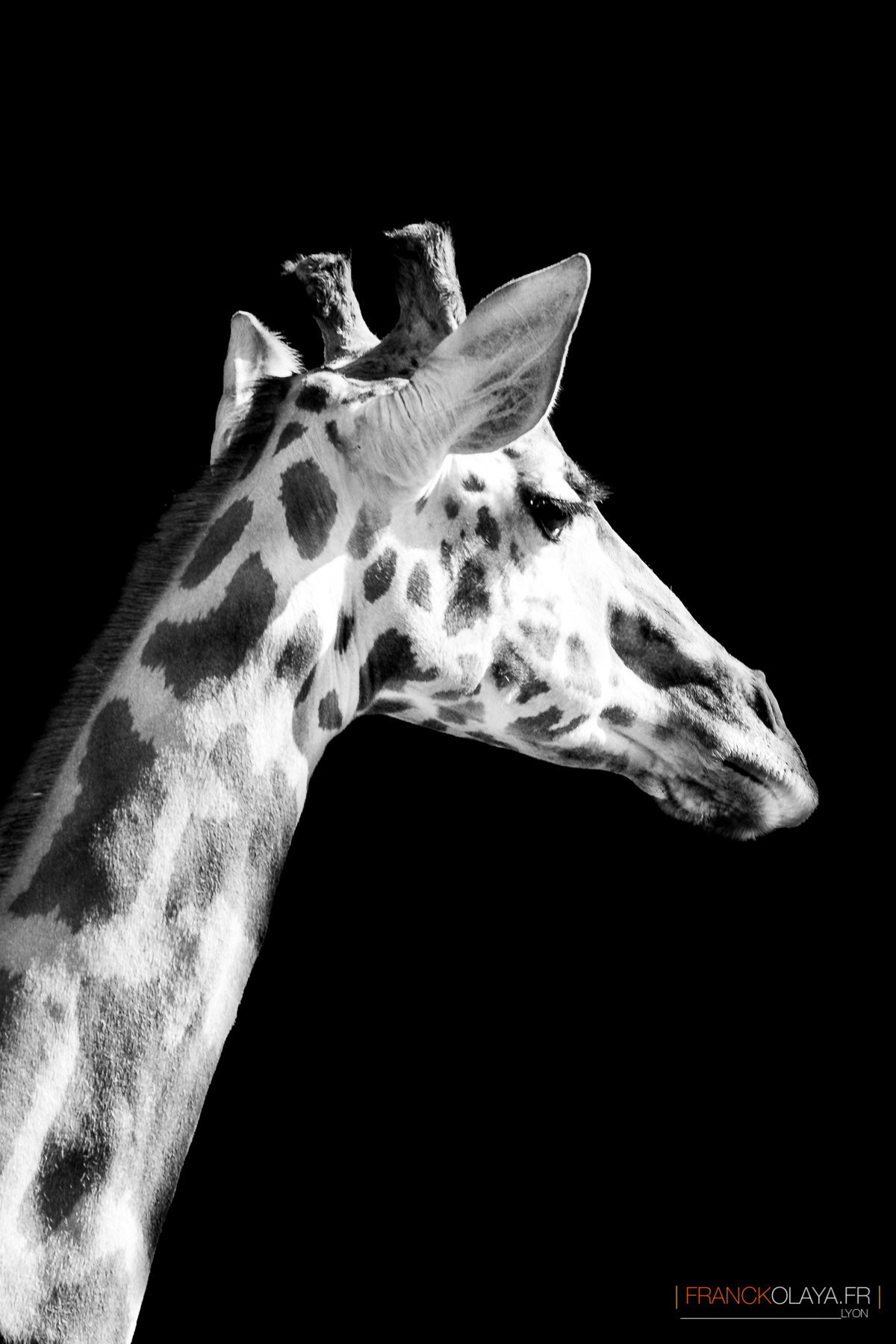Girafe