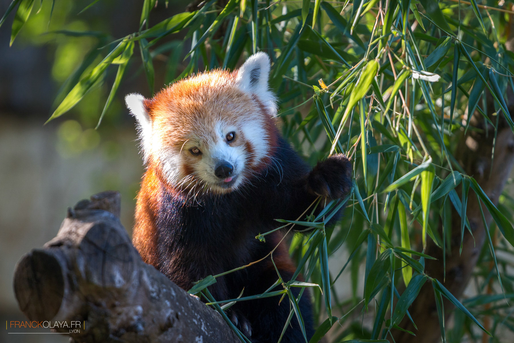 Panda Roux
