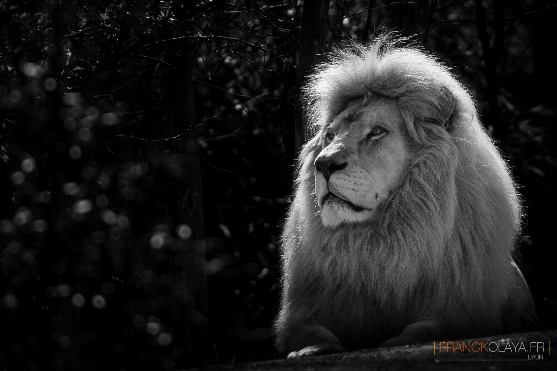 Lion de Krüger