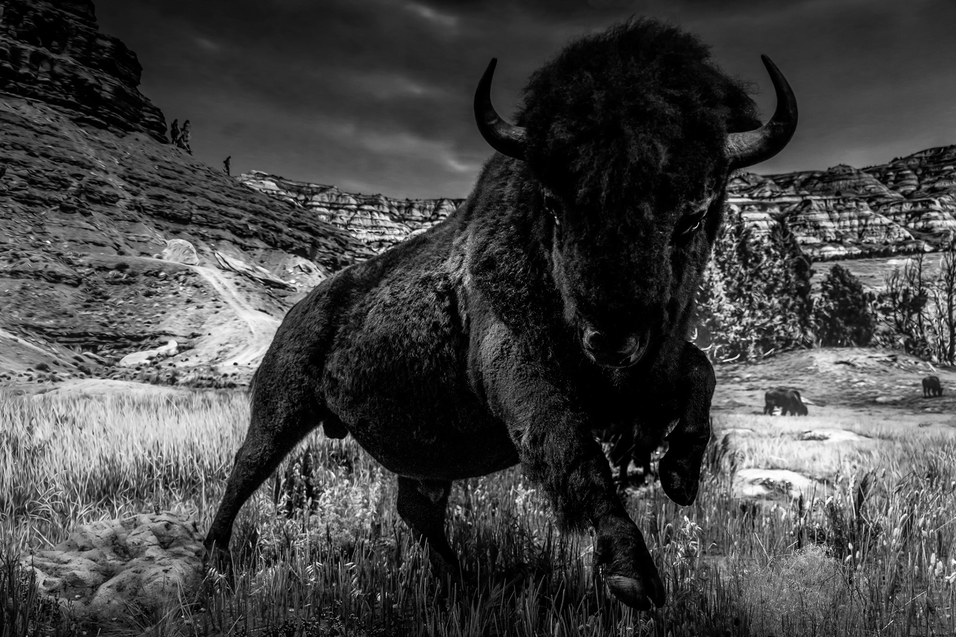 Bison d'Amérique