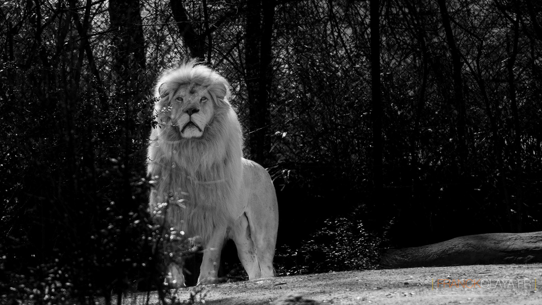 Lion de Krüger