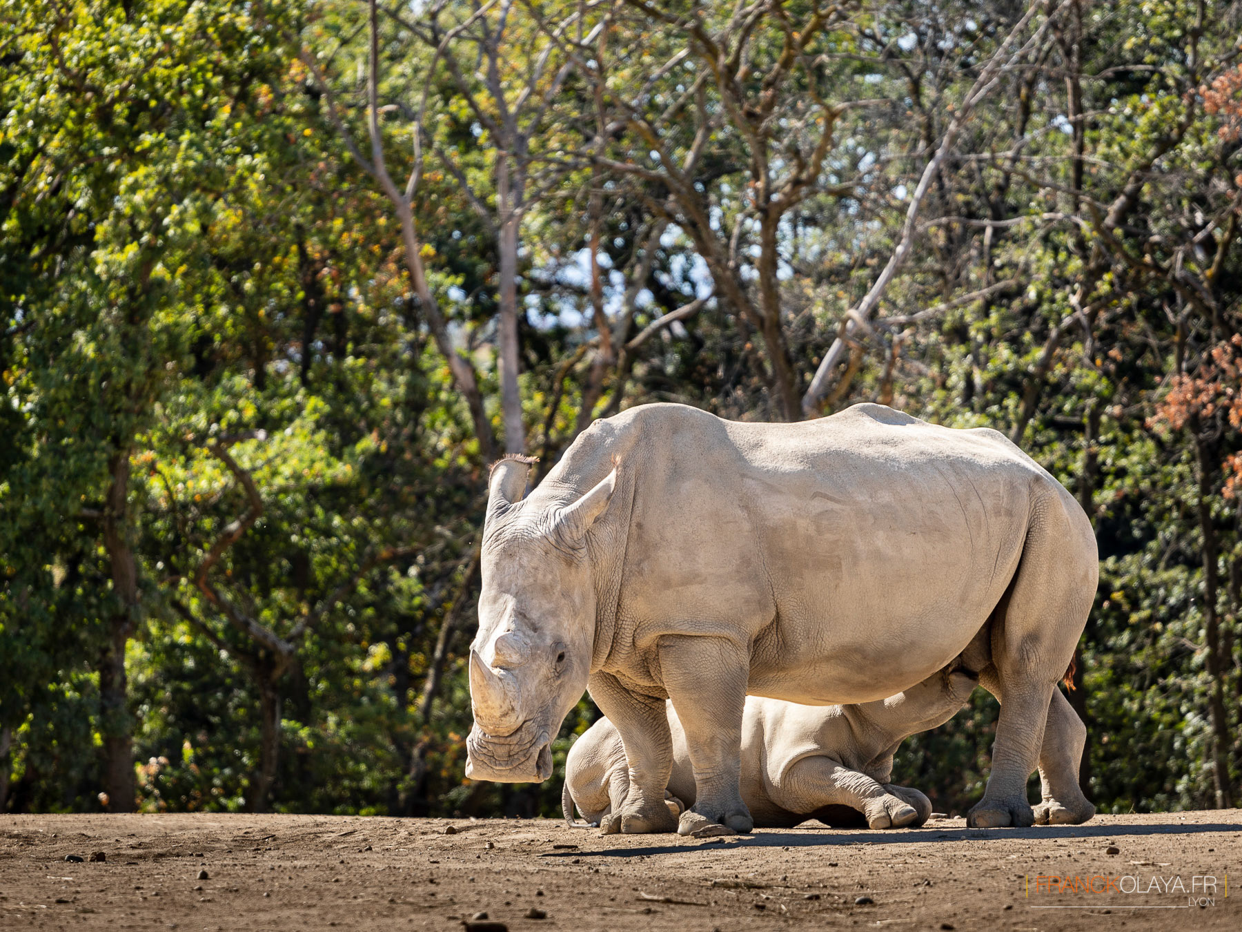 Rhinoceros blancs