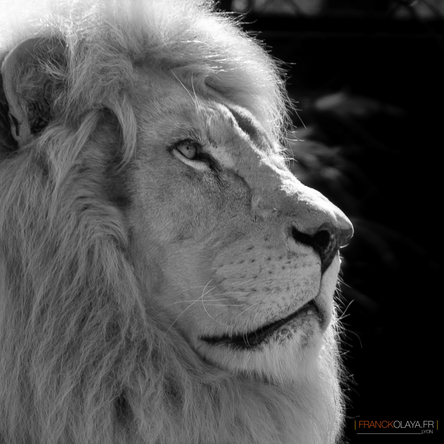 Lion de Krüger
