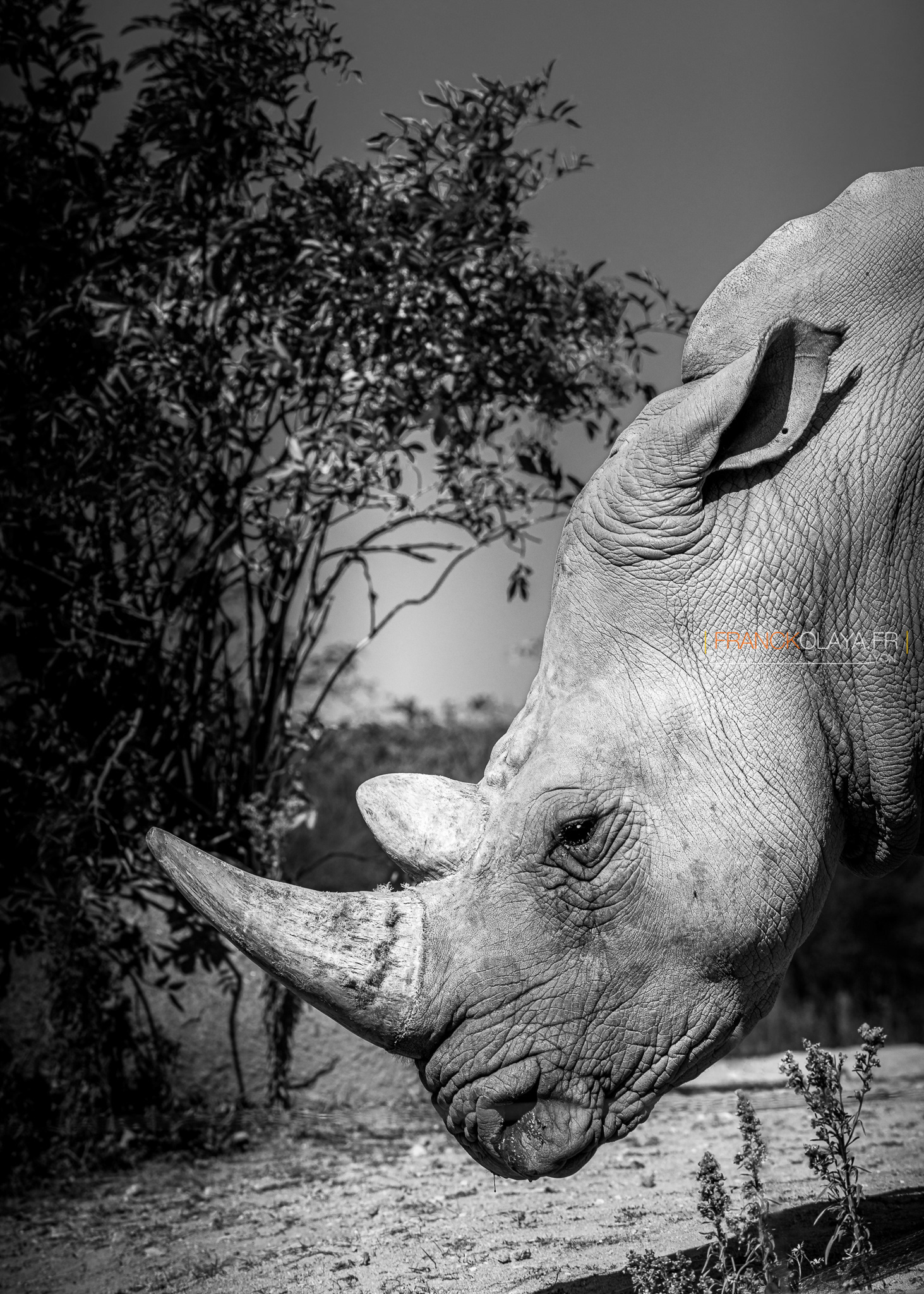 Rhinoceros blanc