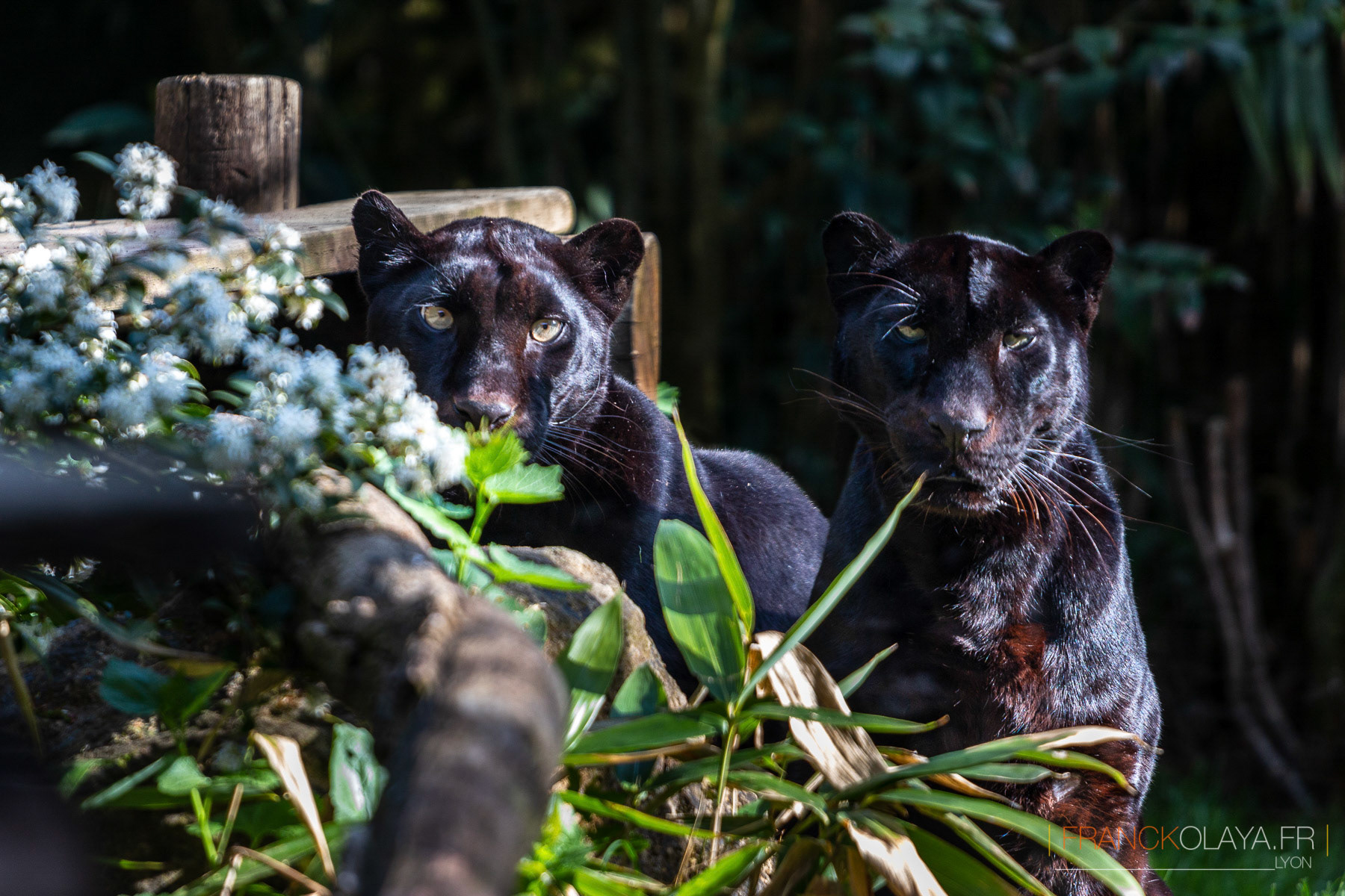 Panthères Noires