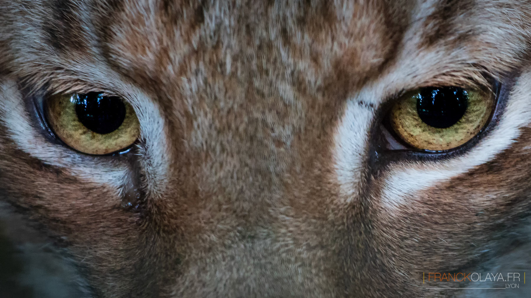 Lynx Boréal