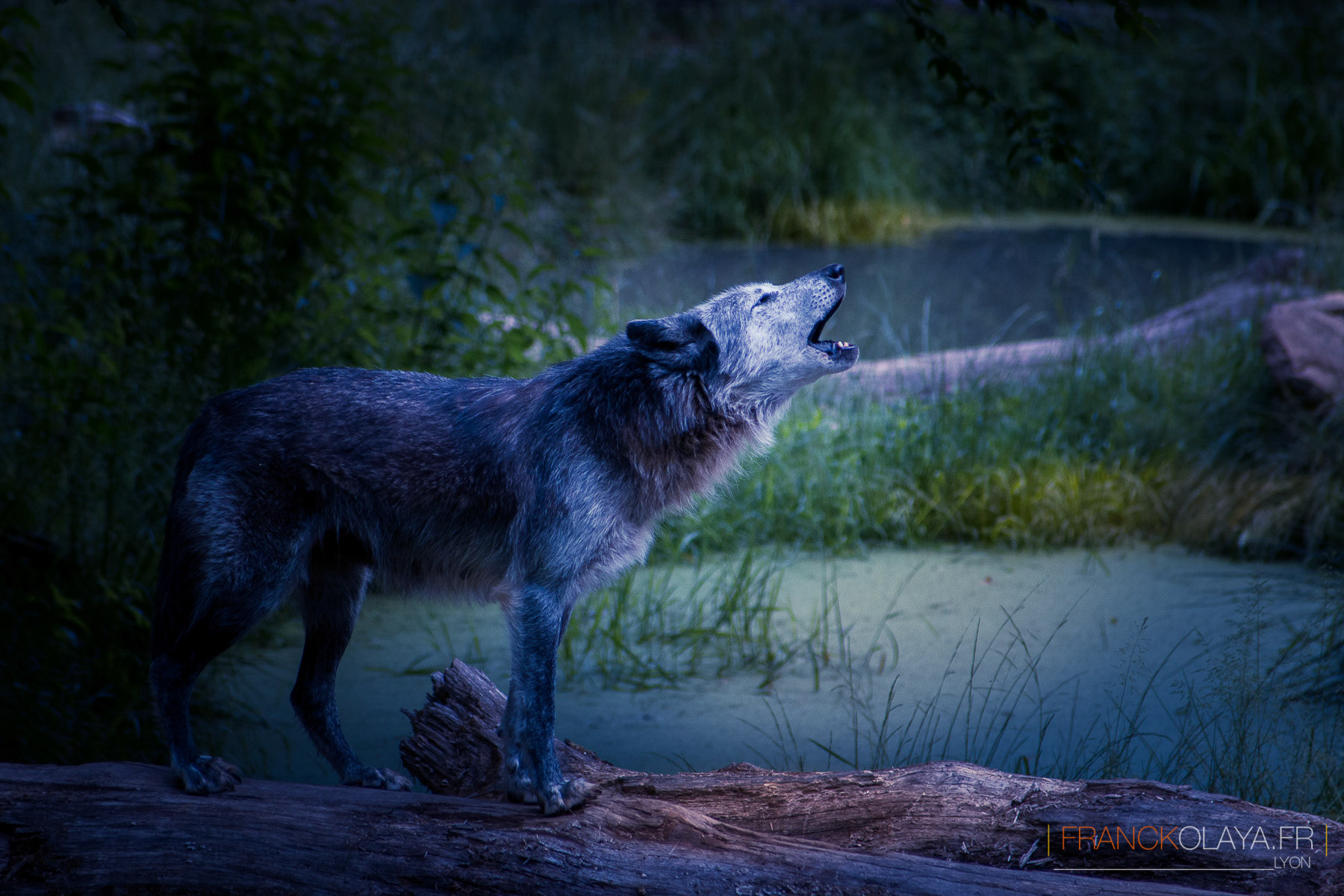 Loup Gris