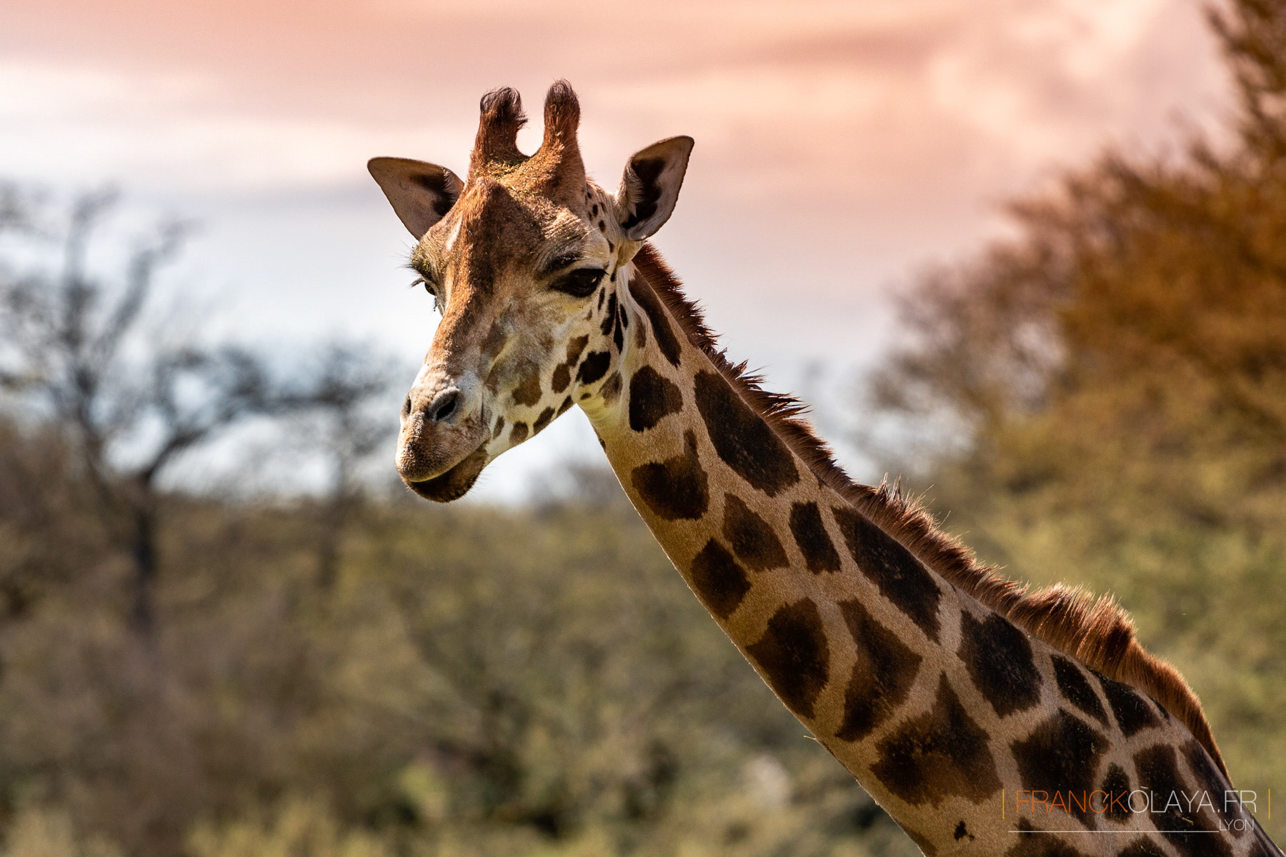 Girafe