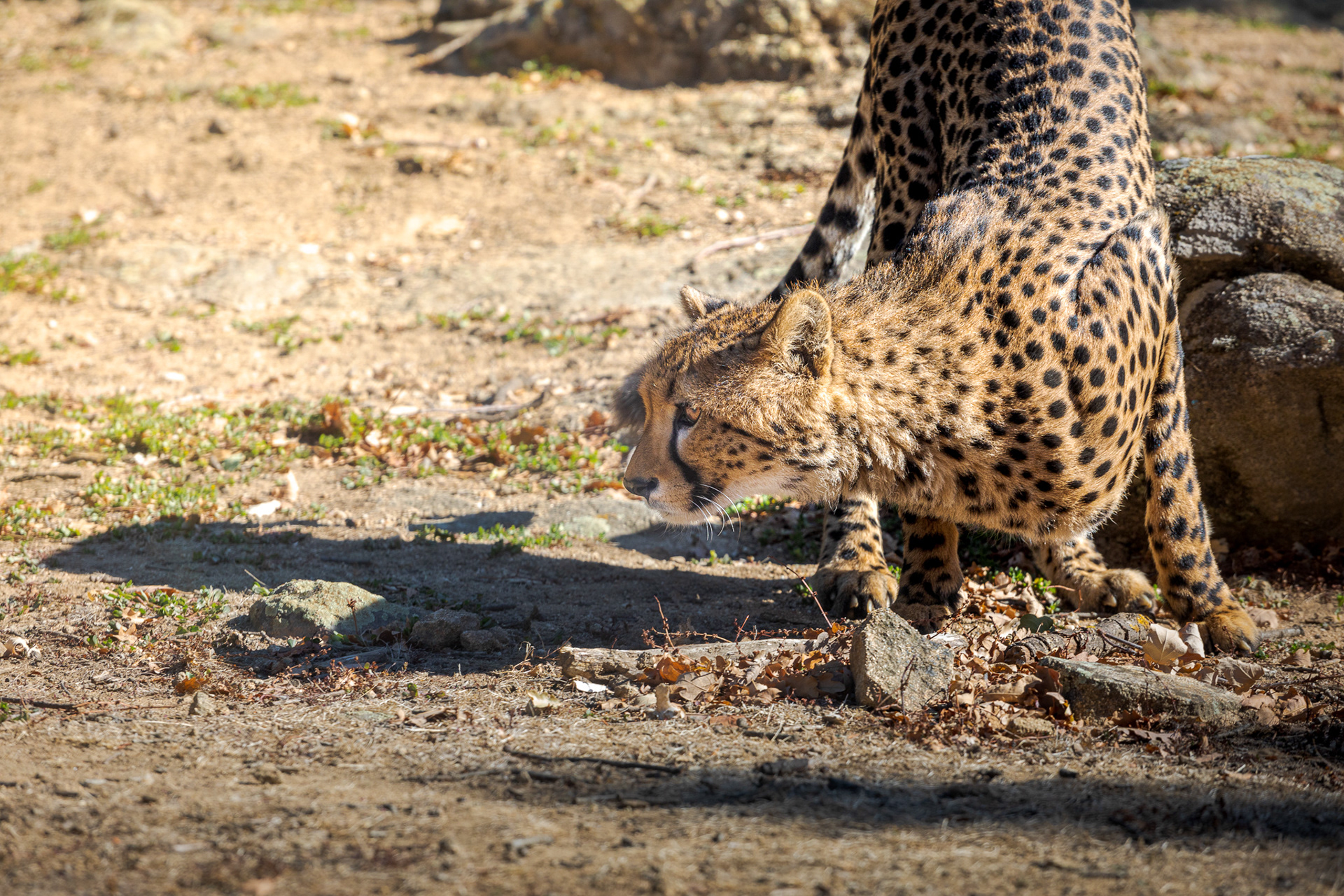 Guépard