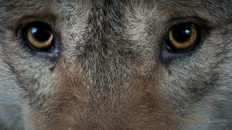 Loup Gris