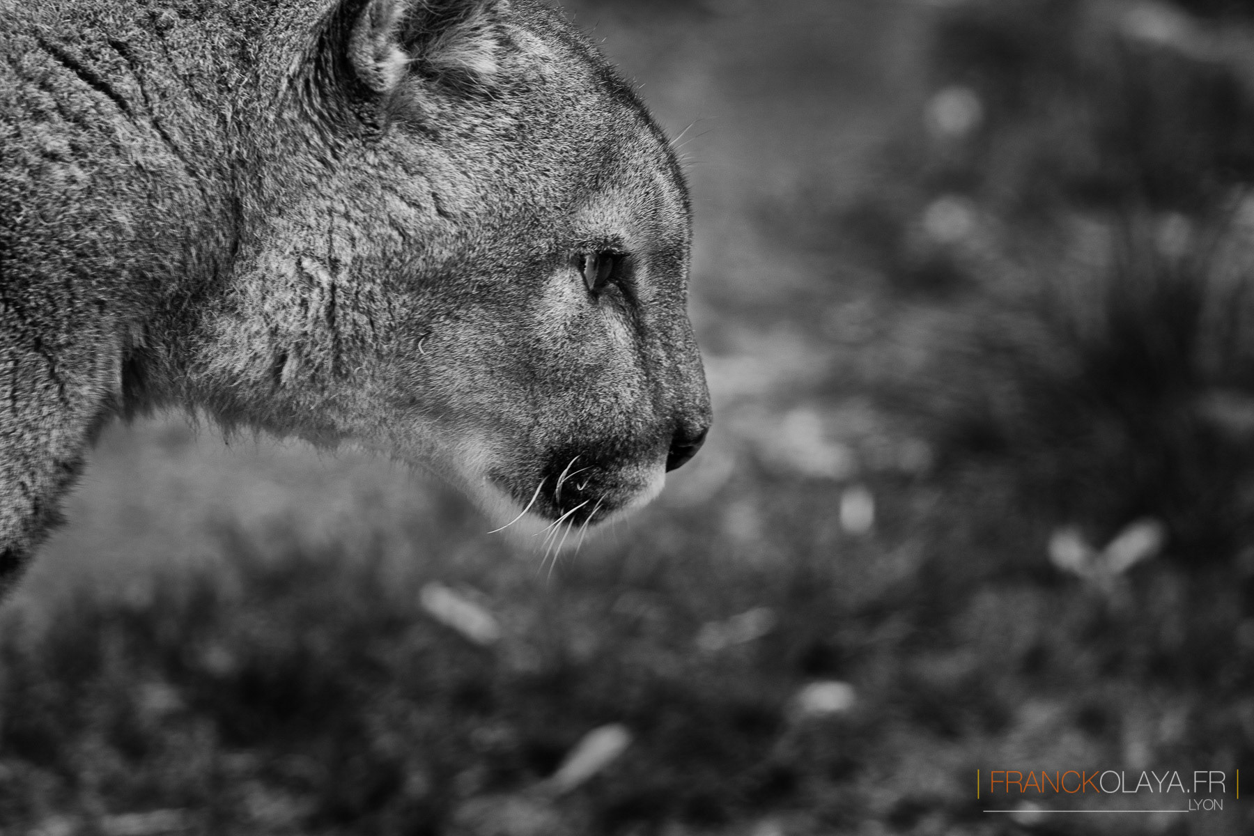 Puma