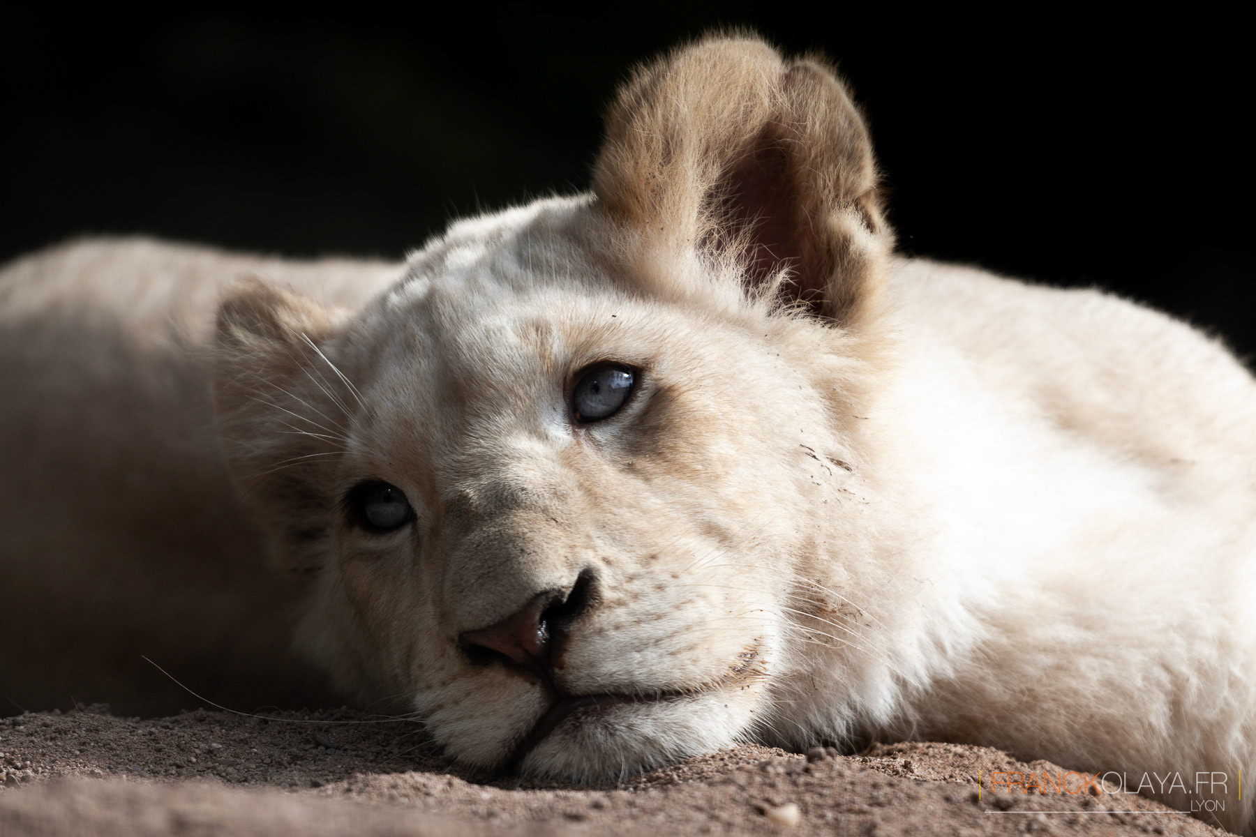 Lionceau de Krüger