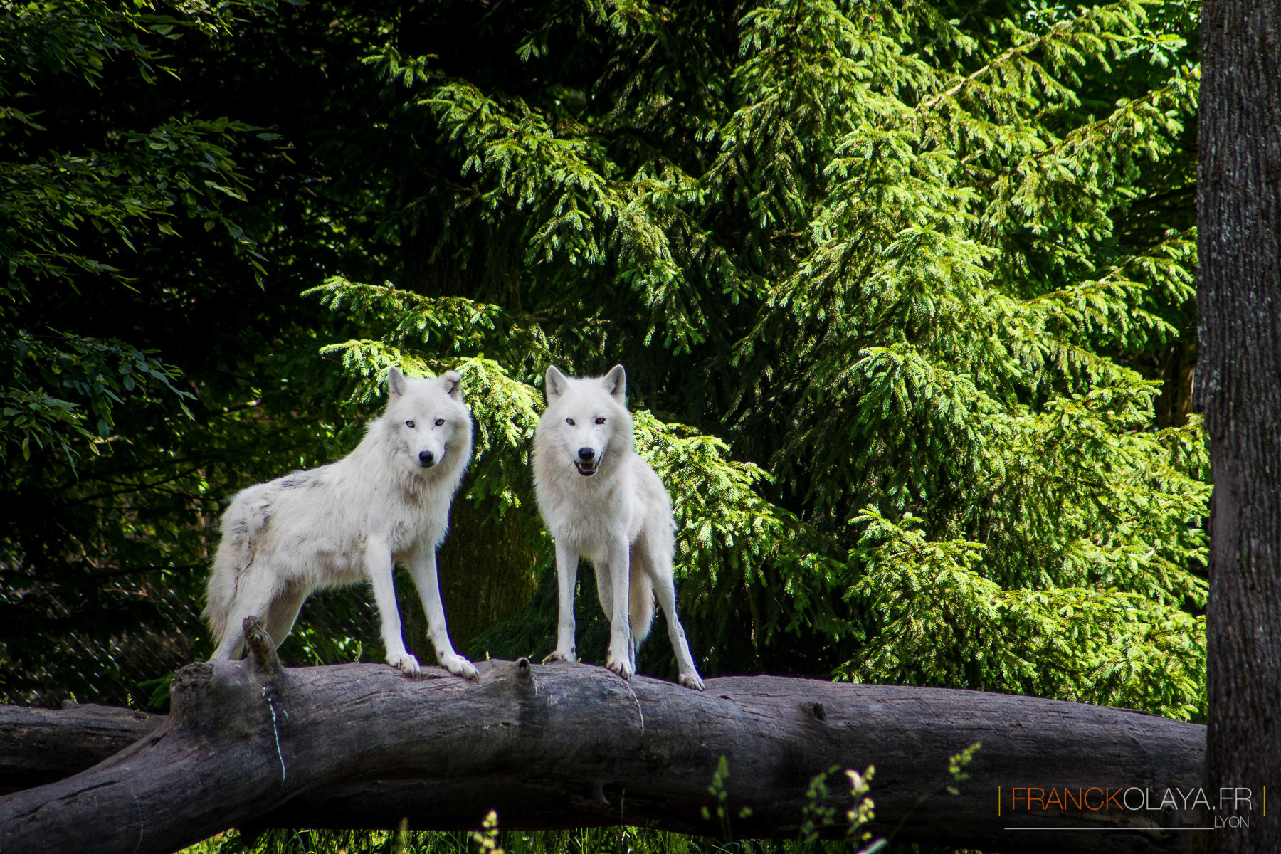 Loups Blancs
