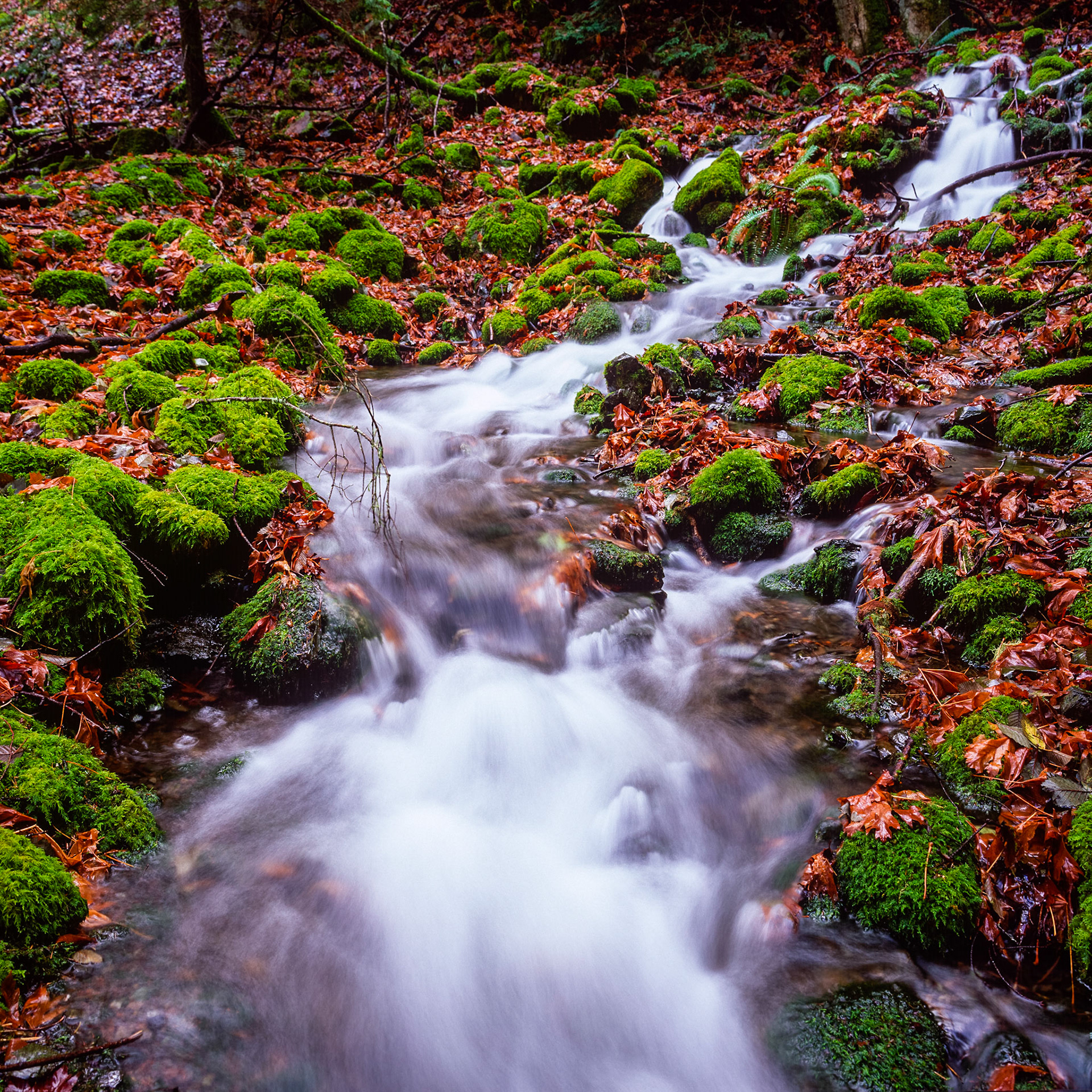 Moran State Park - Orcas Island Washington