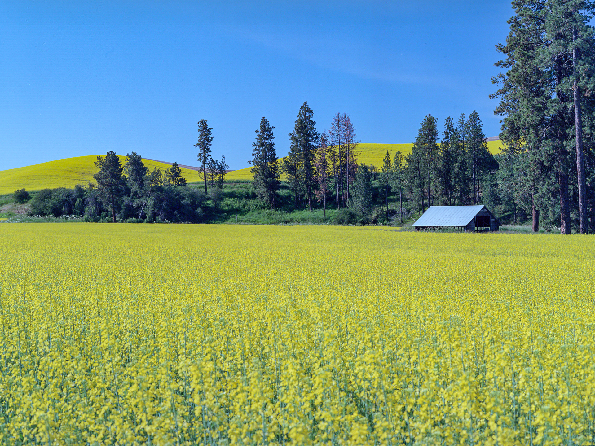 Kodak Ektar 100