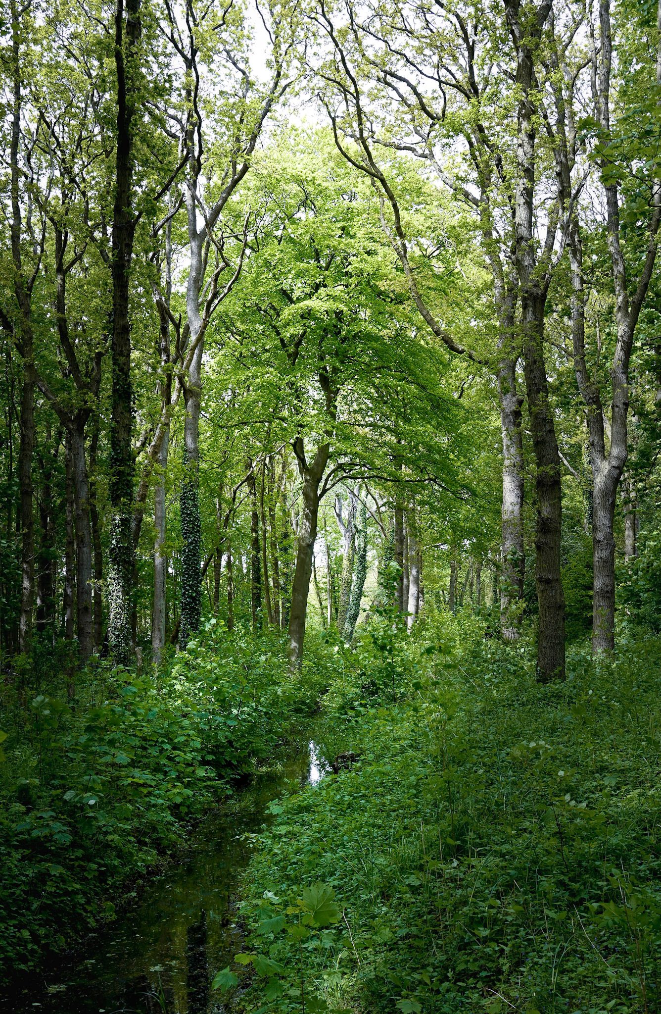 Count the Leaves (2021)