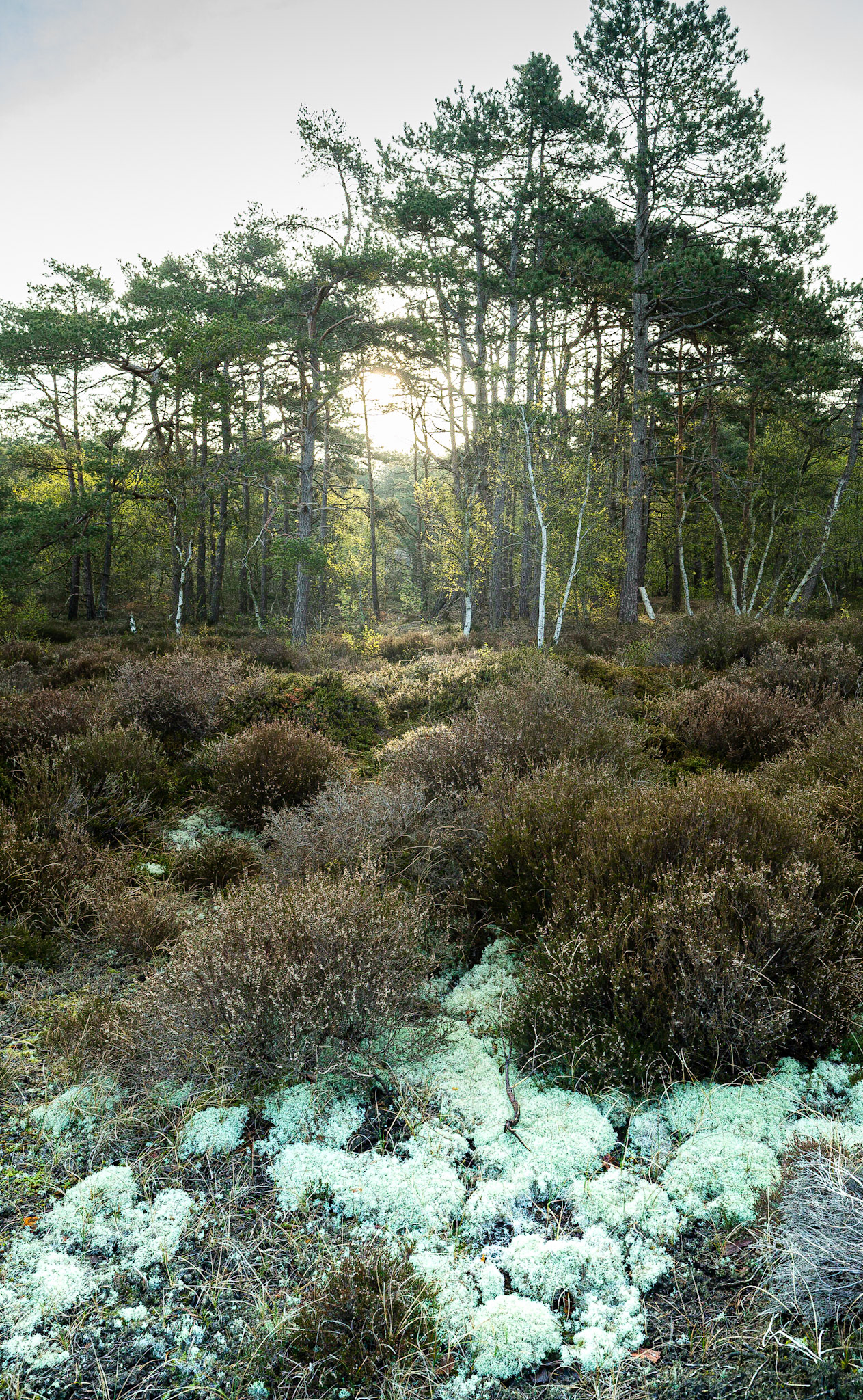 Heather View (2021)