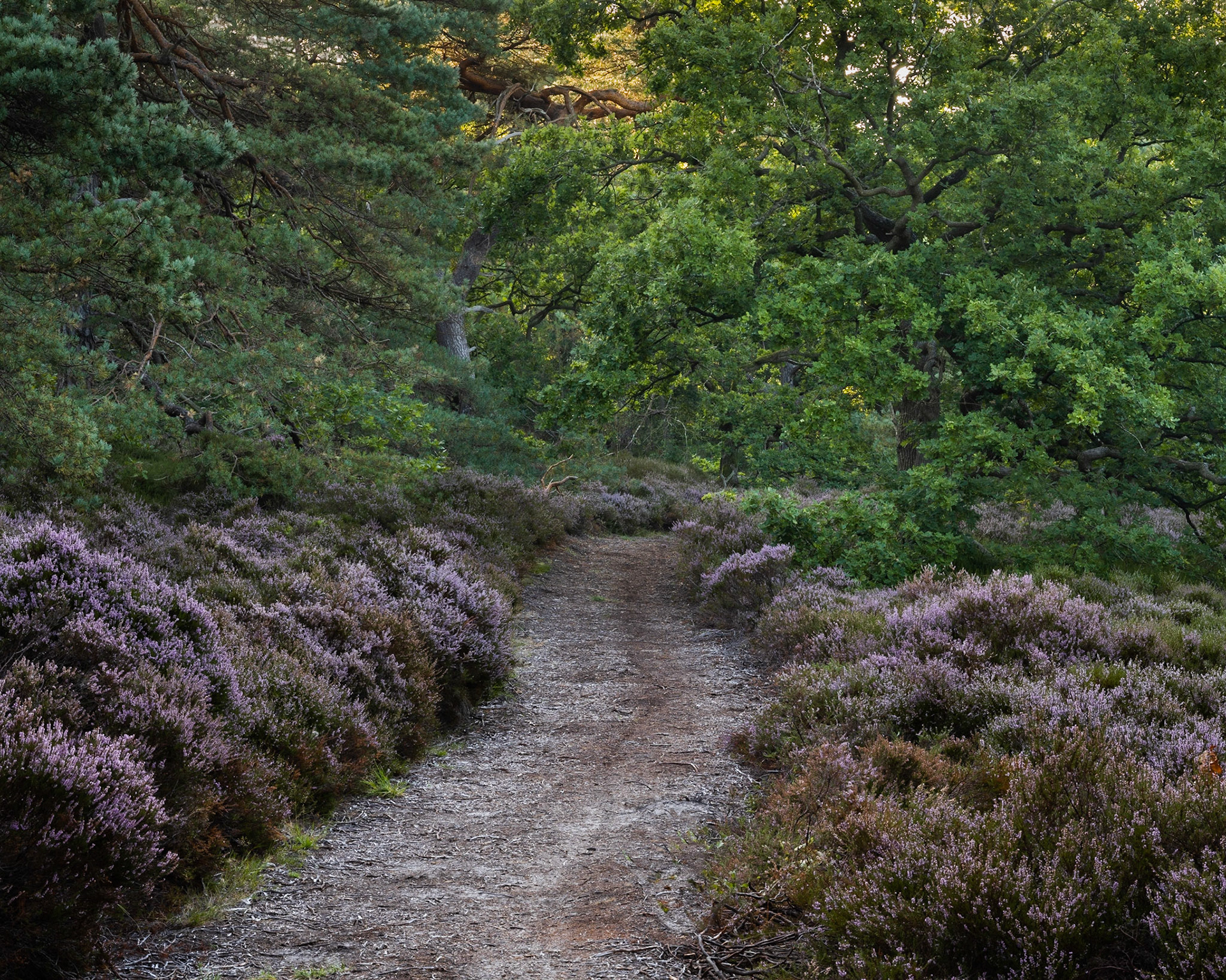 Unwalked Path (2022)