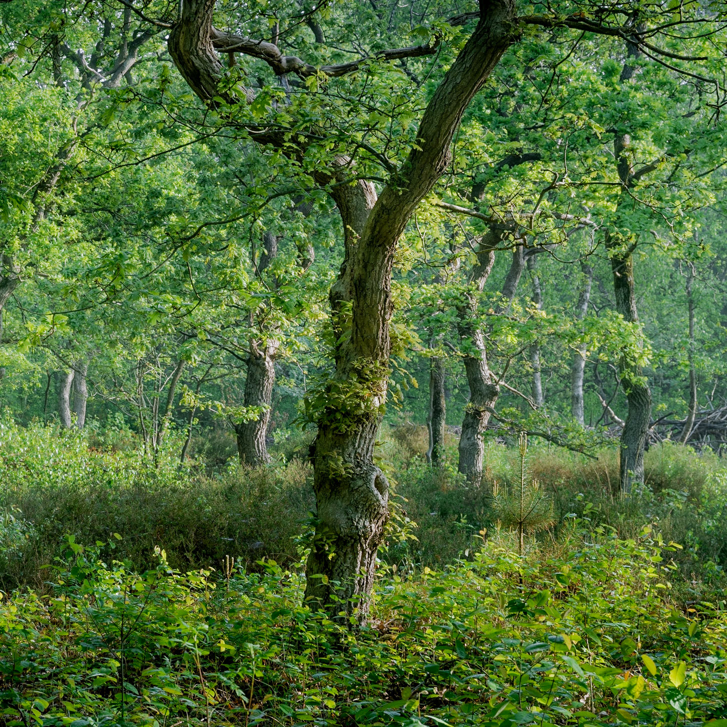 Early Morning Party - cropped (2022)
