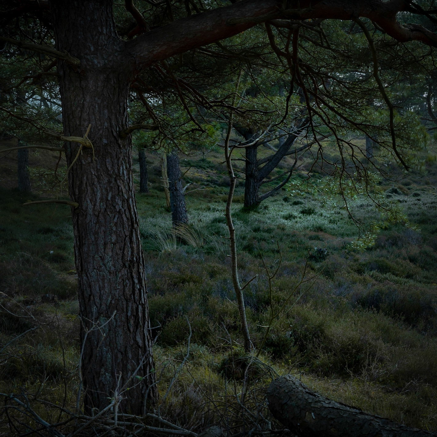 Witch Circle - cropped (2022)