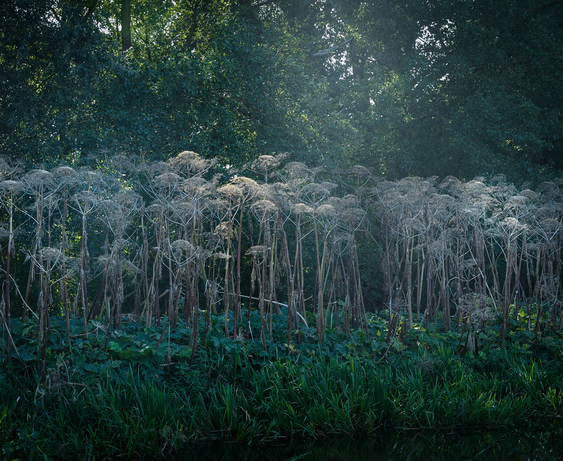 Dreaming of Hogweed (2021)