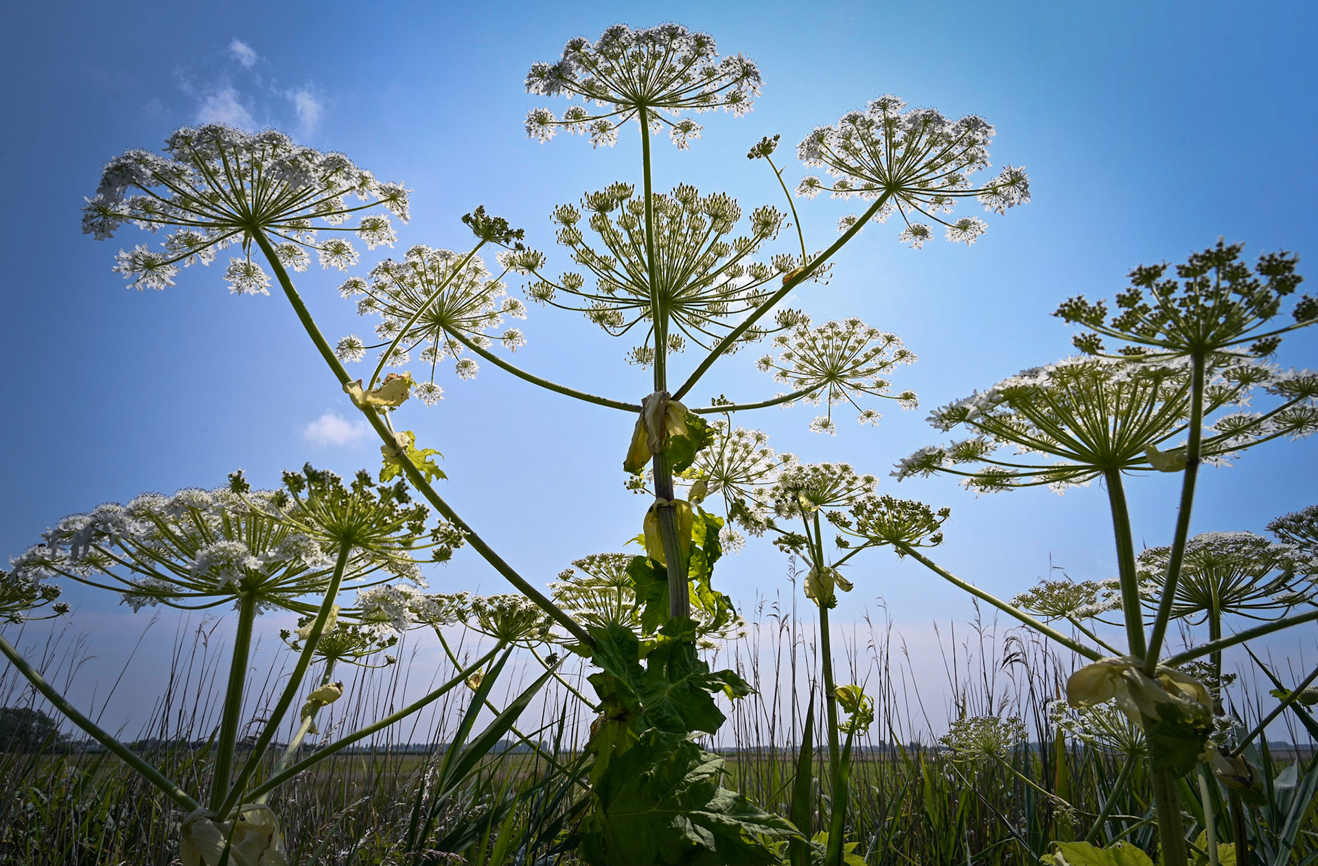 Triffids (2021)
