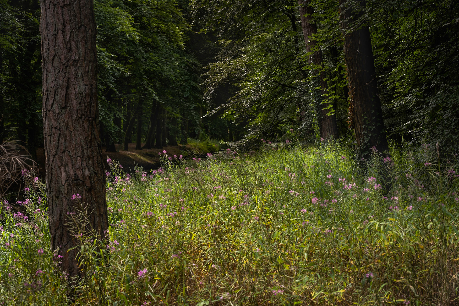 Luminous Flowers (2022)