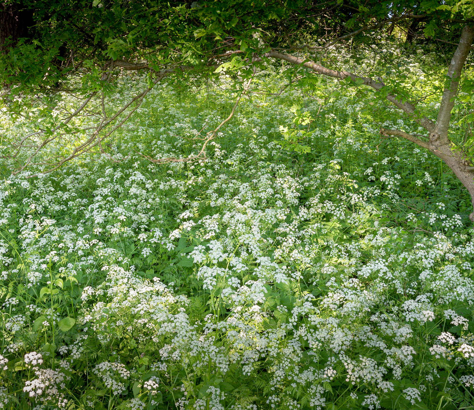 Wild Chervil Everywhere (2021)