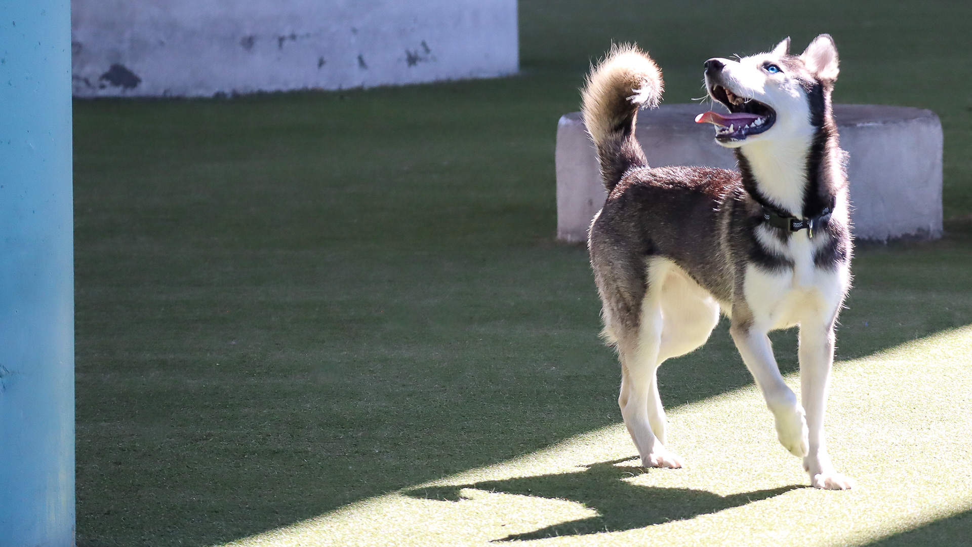 MASCOT