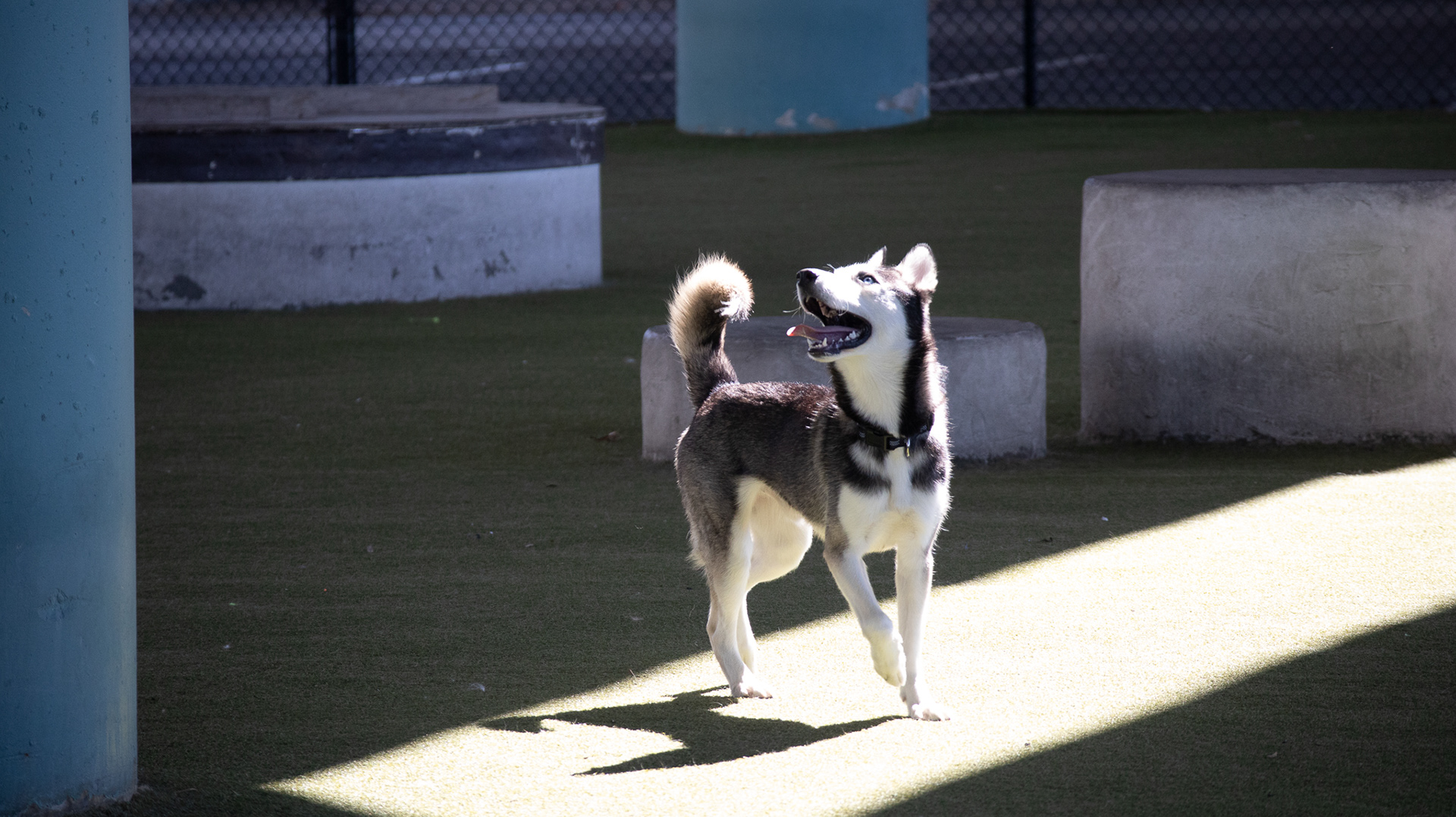 Pet Candid before