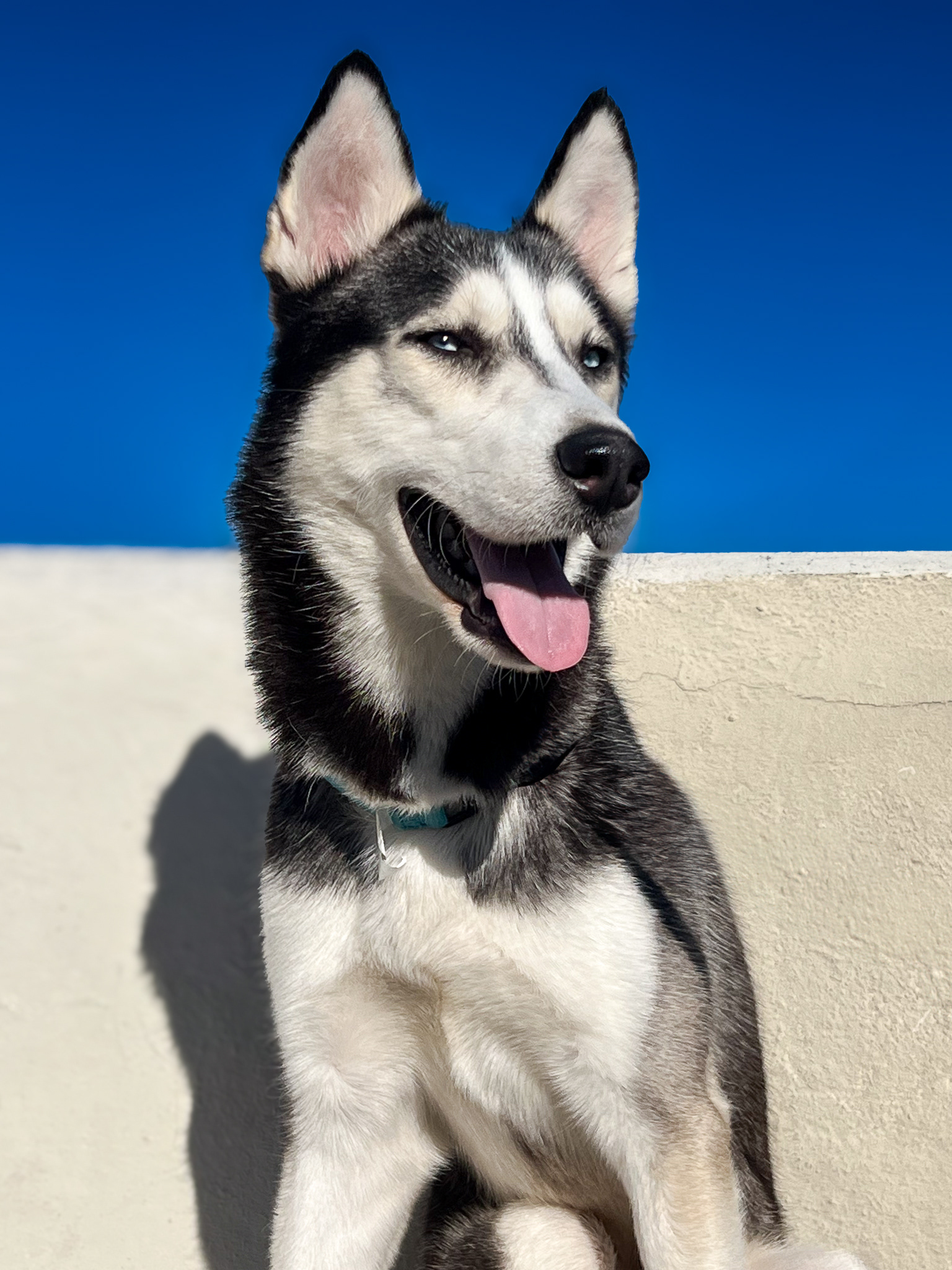 Pet headshot after