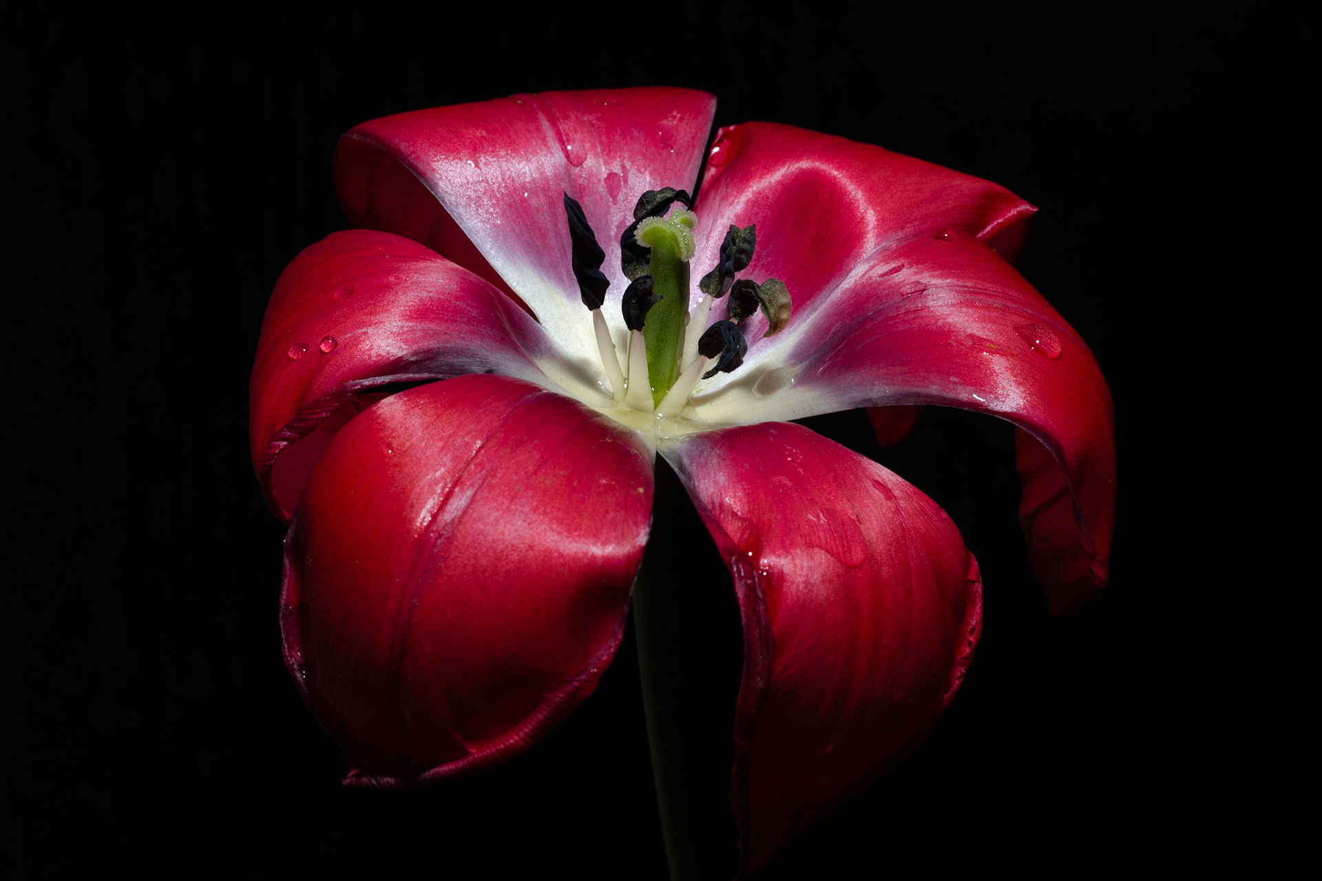 A crimson tulip on the verge of wilting, unraveled for all to see its beauty.