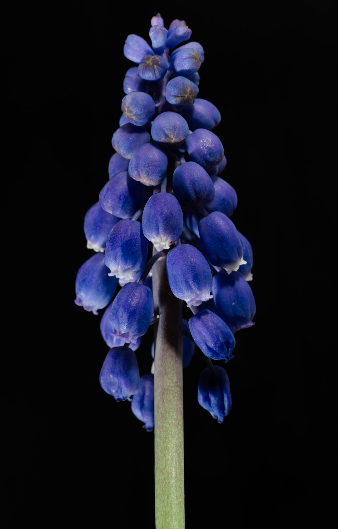 A stalk of grape hyacinth isolated for a picture.