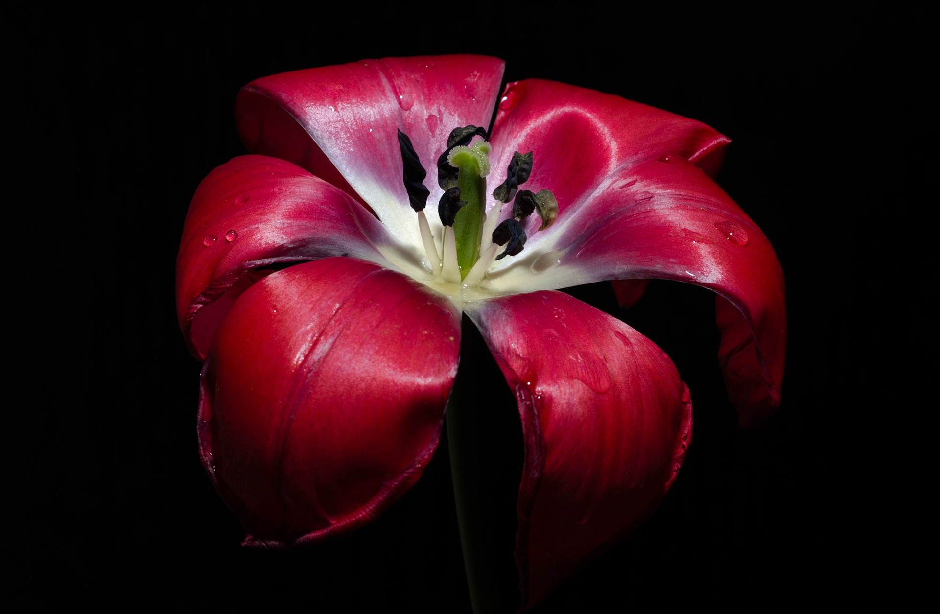 A crimson tulip on the verge of wilting, unraveled for all to see its beauty.