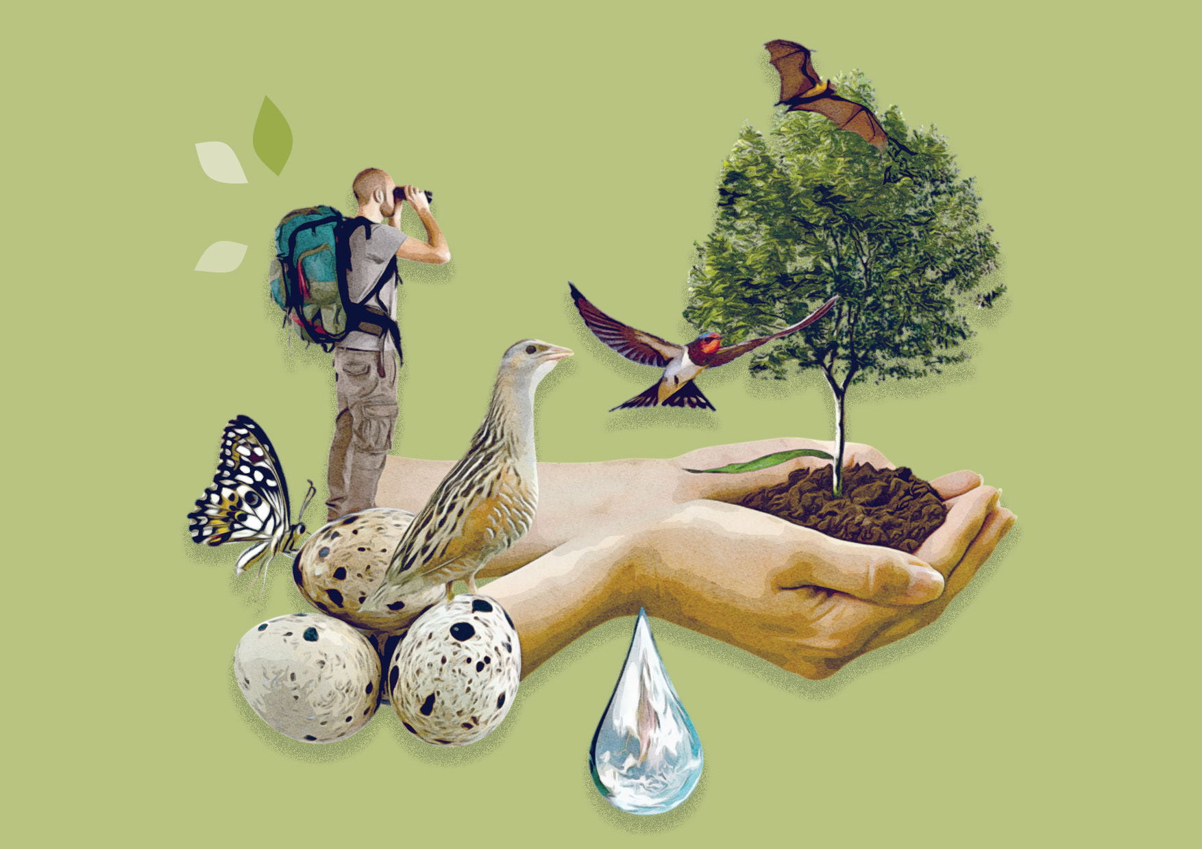 Illustration biodiversité - Loire Layon Aubance