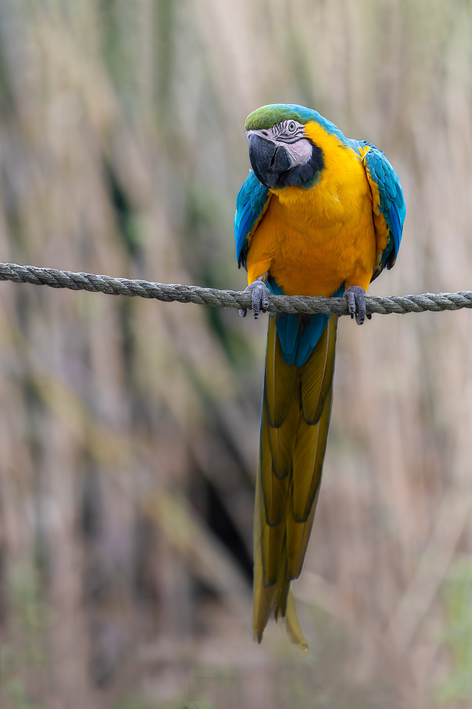 From a bird park in France