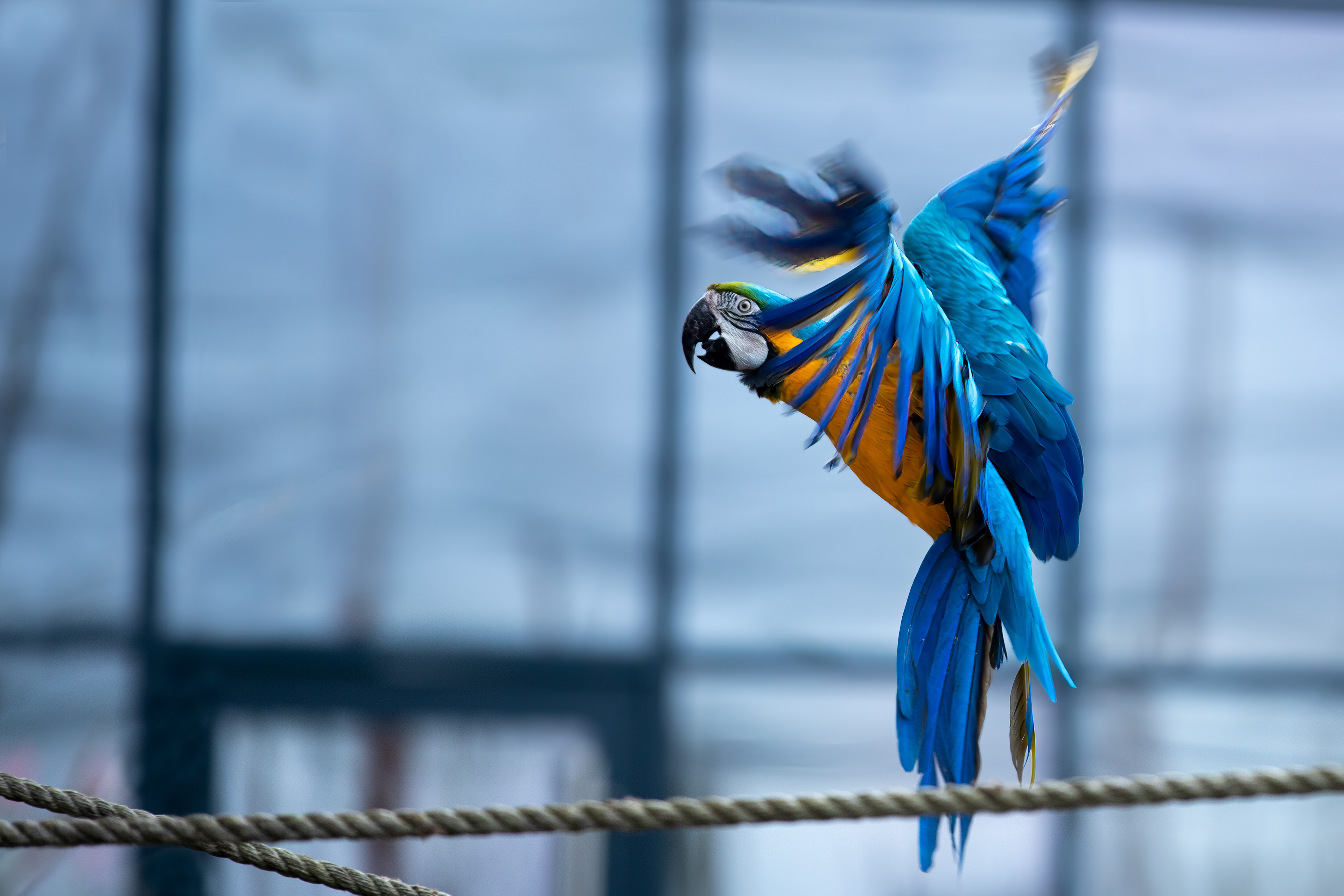 From a bird park in France