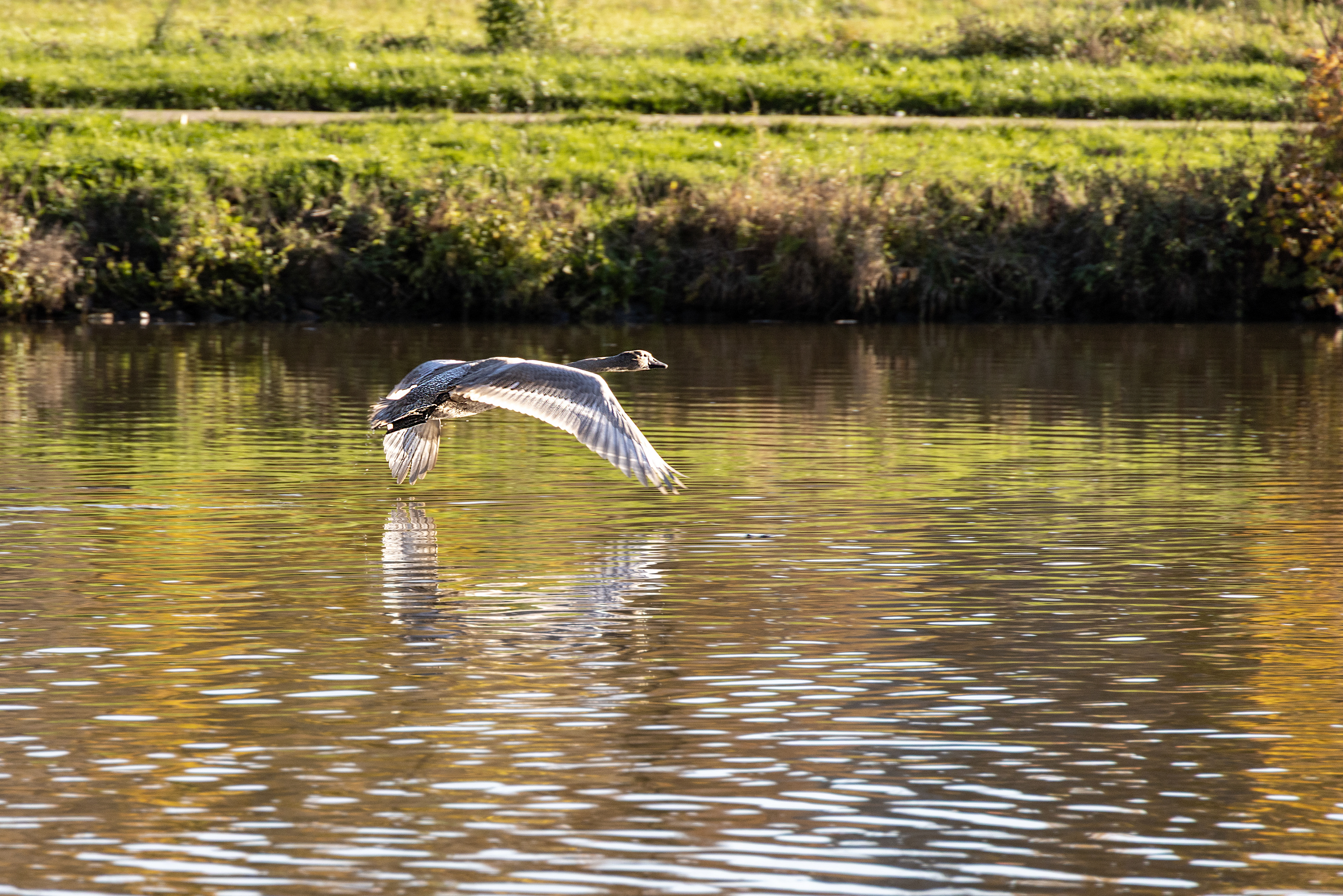 Goose on the Mosel river, Germany