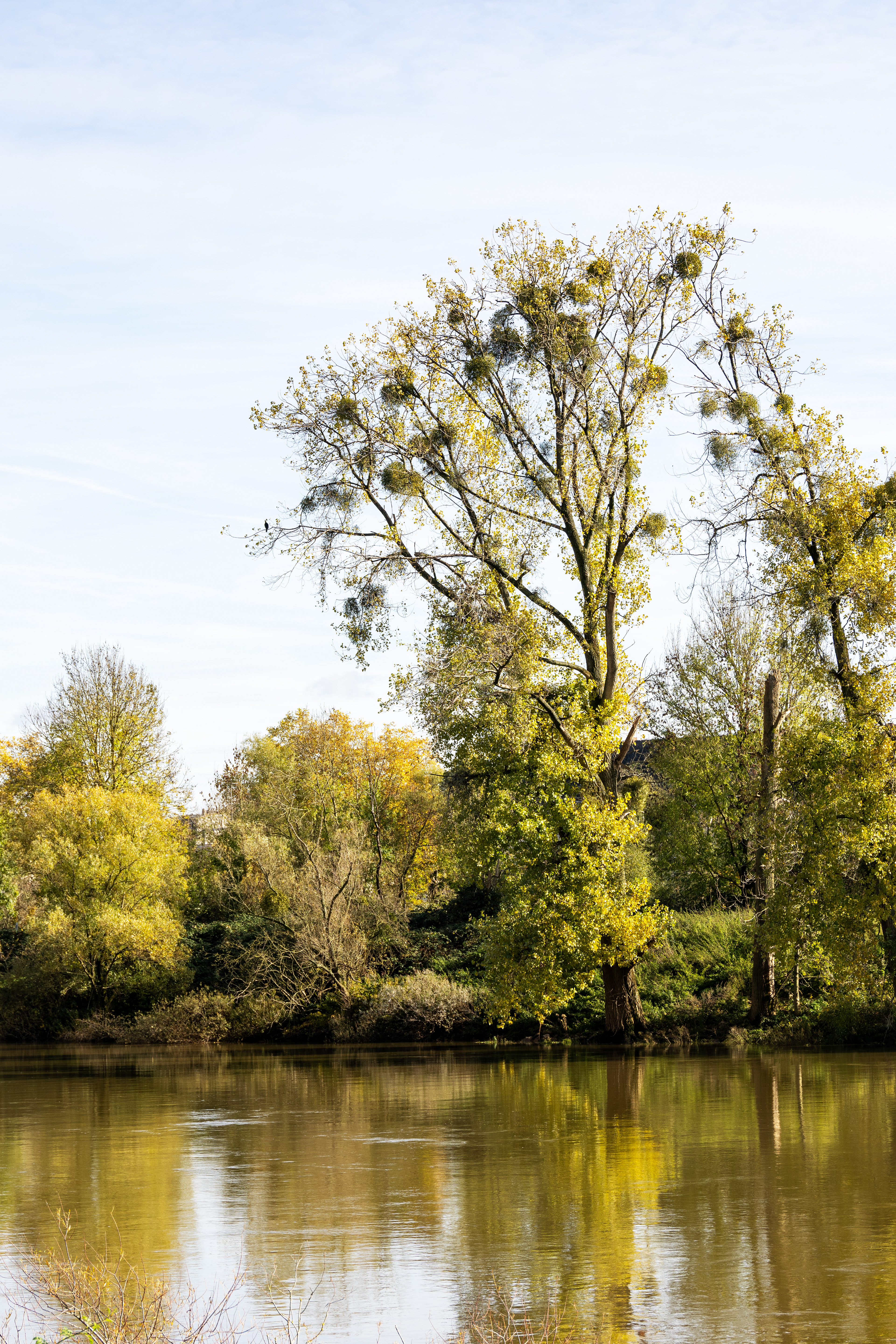 Nests in trees, Mosel river, Germany