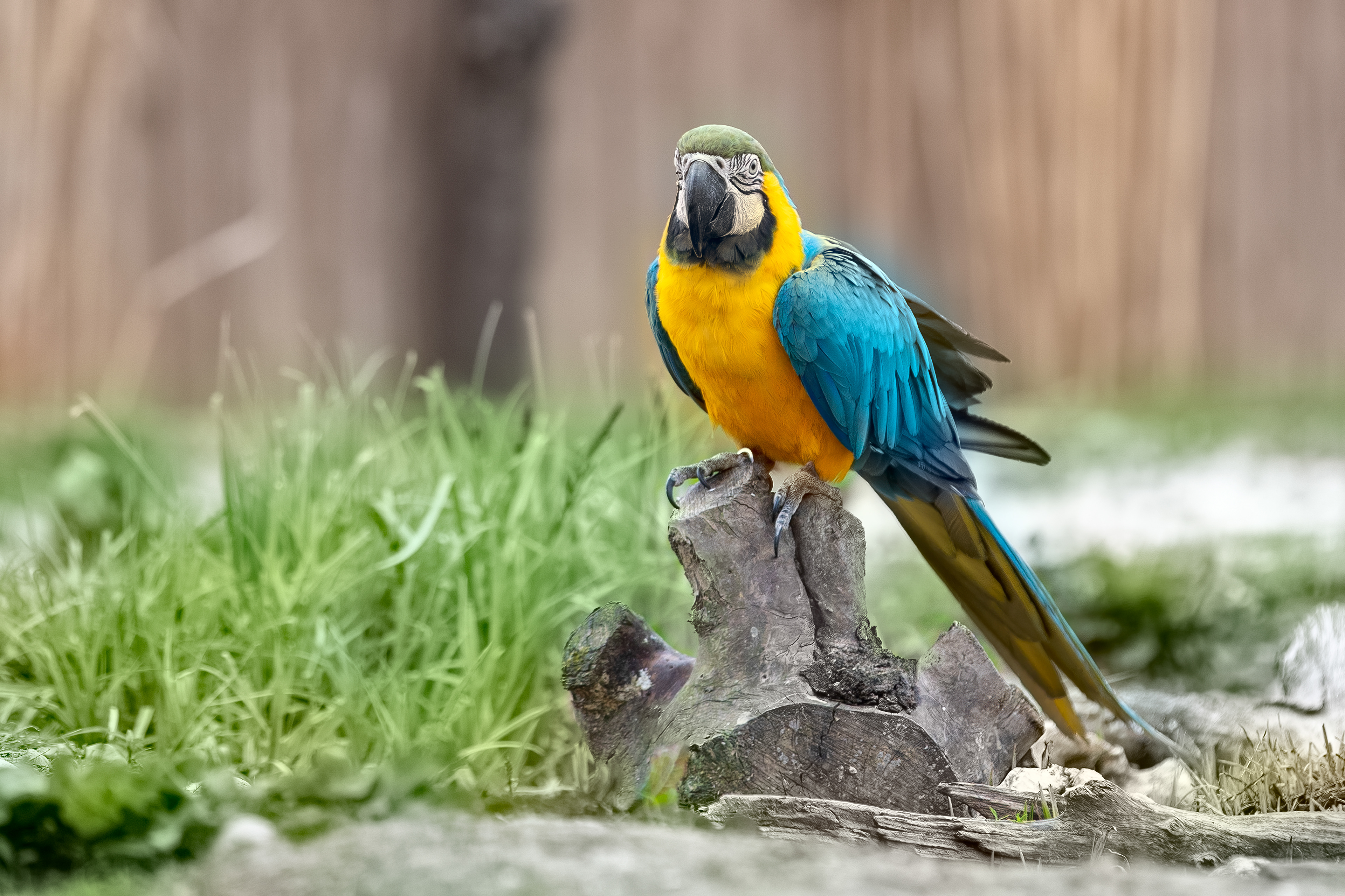 From a bird park in France