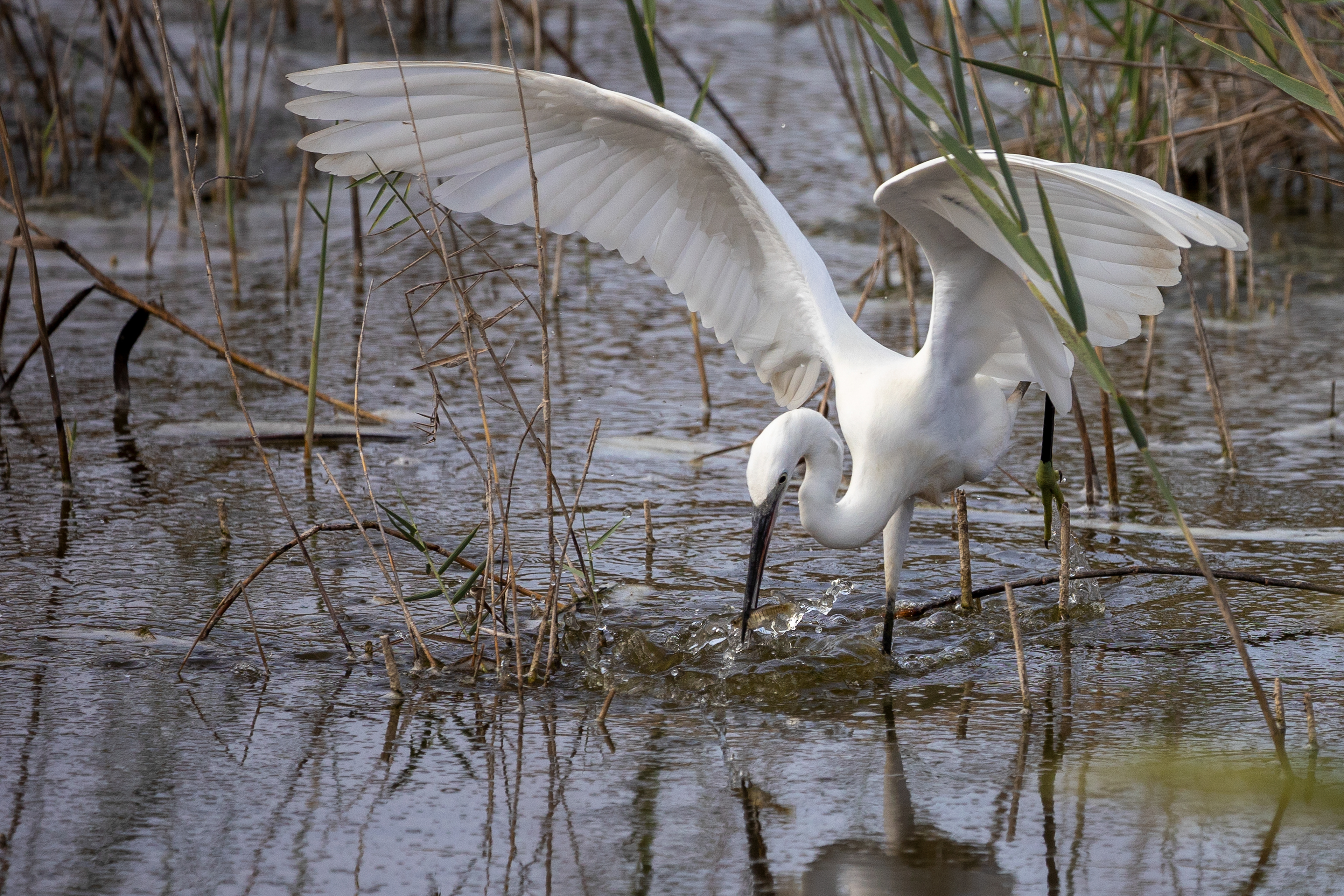 Egret at Simar Bird Reserve, Malta