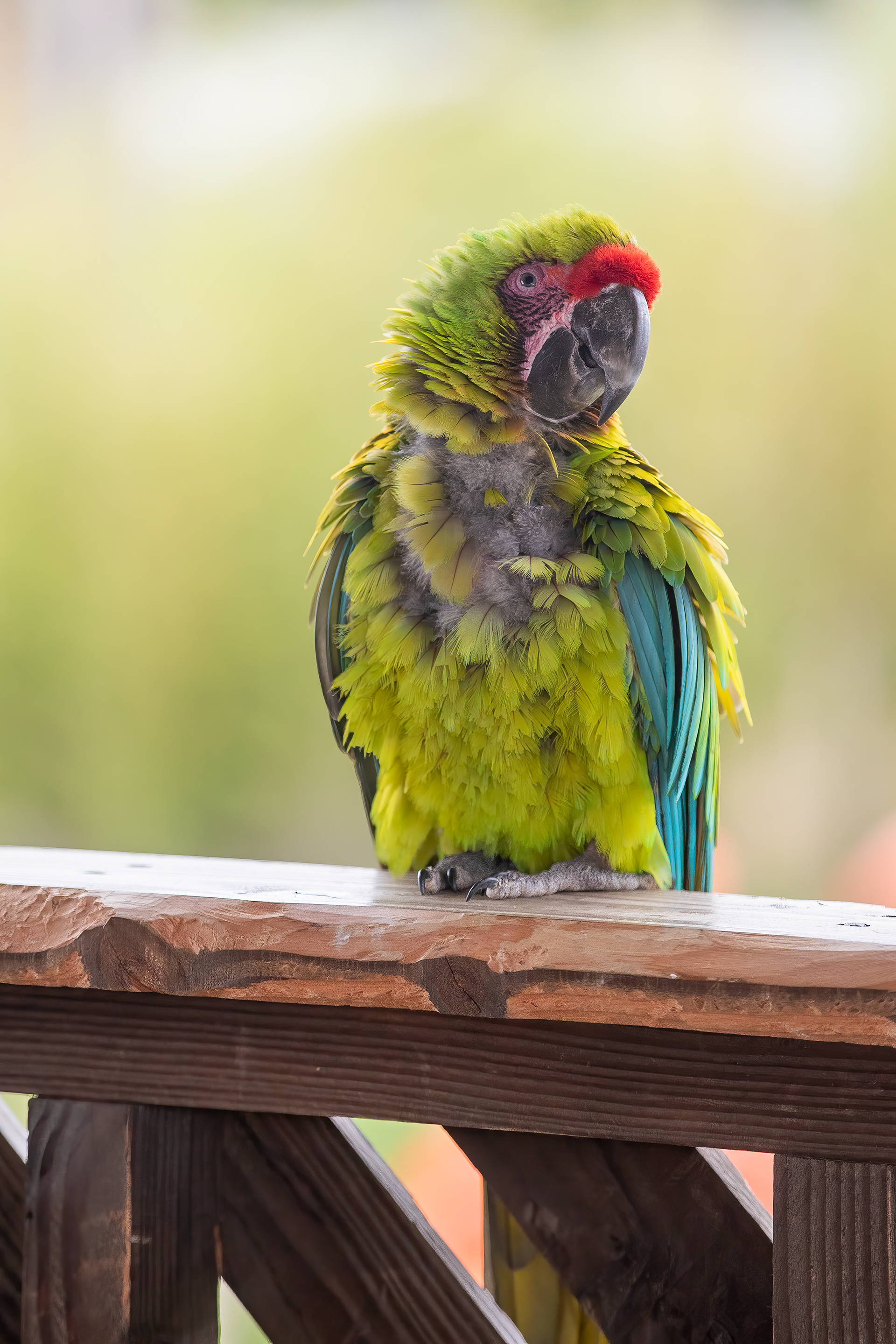 From a bird park in France