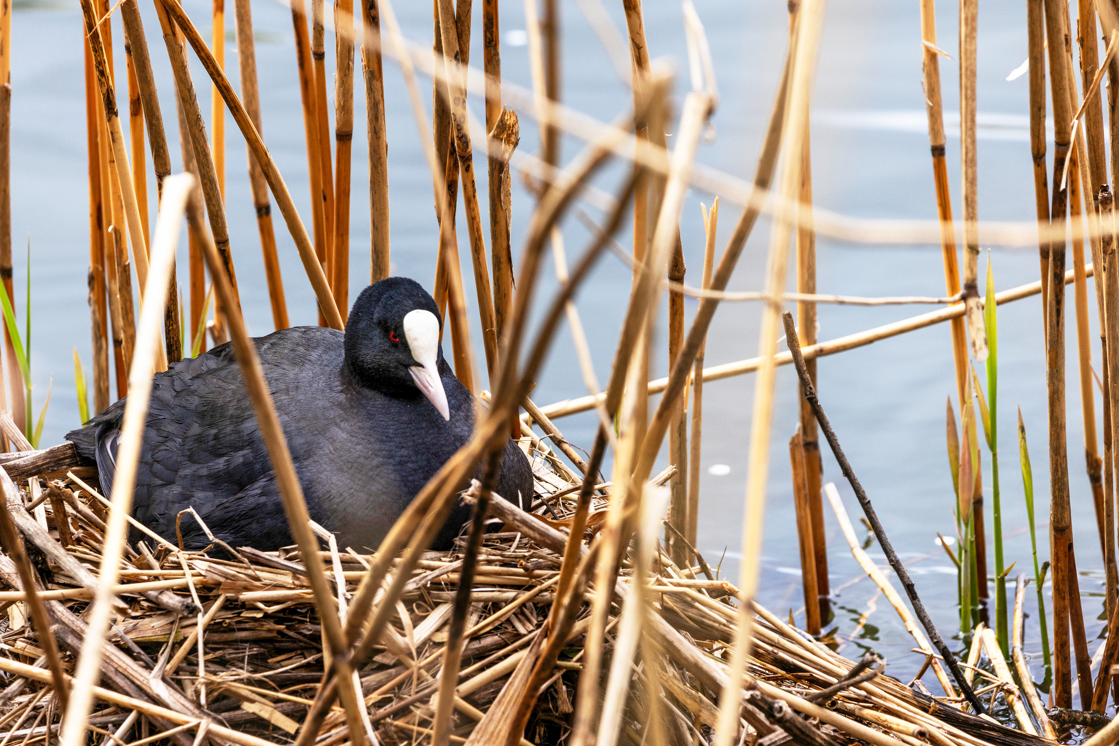 Coot in France, near Paris.